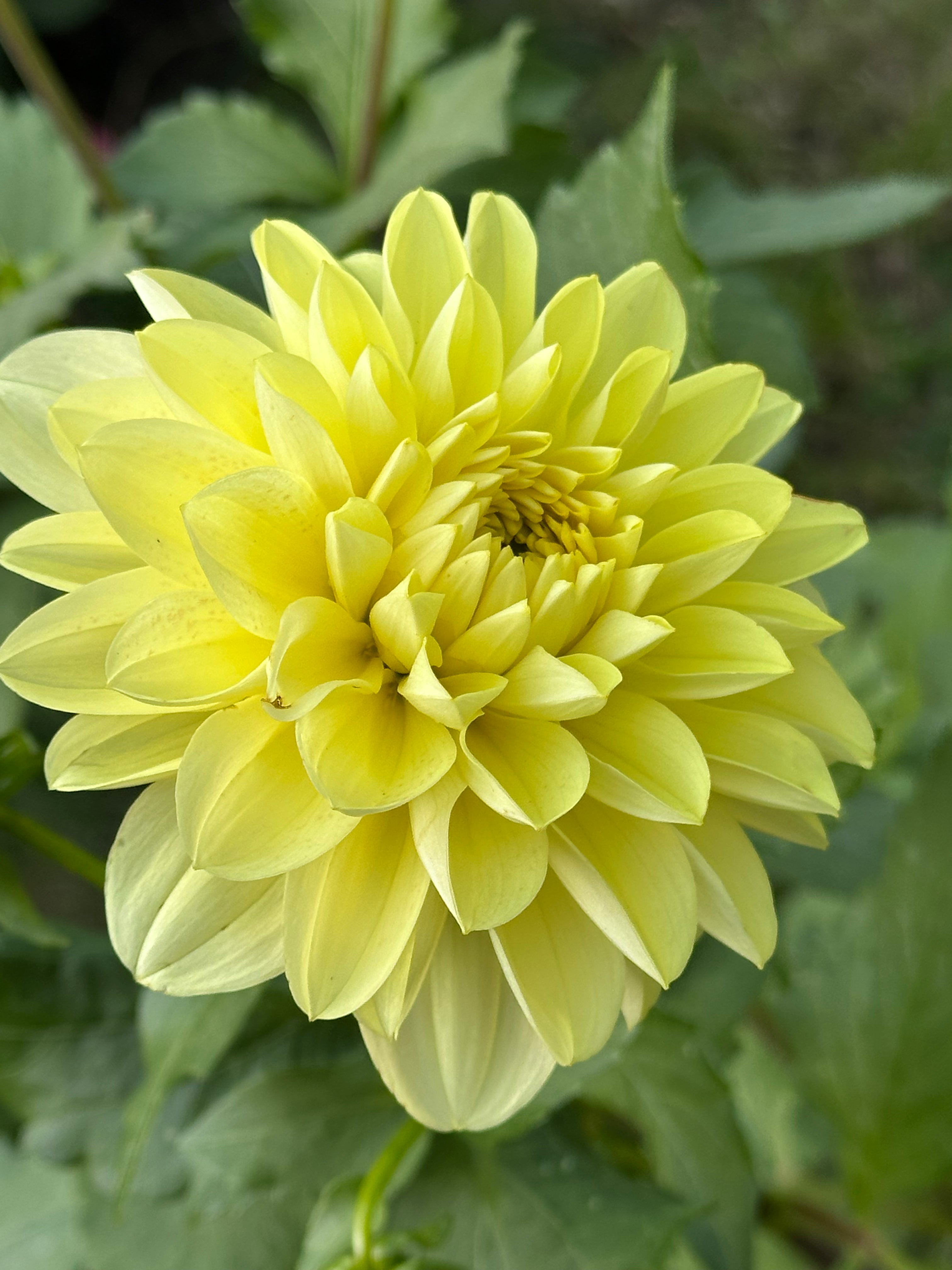 Daydreamer Dahlia Tuber