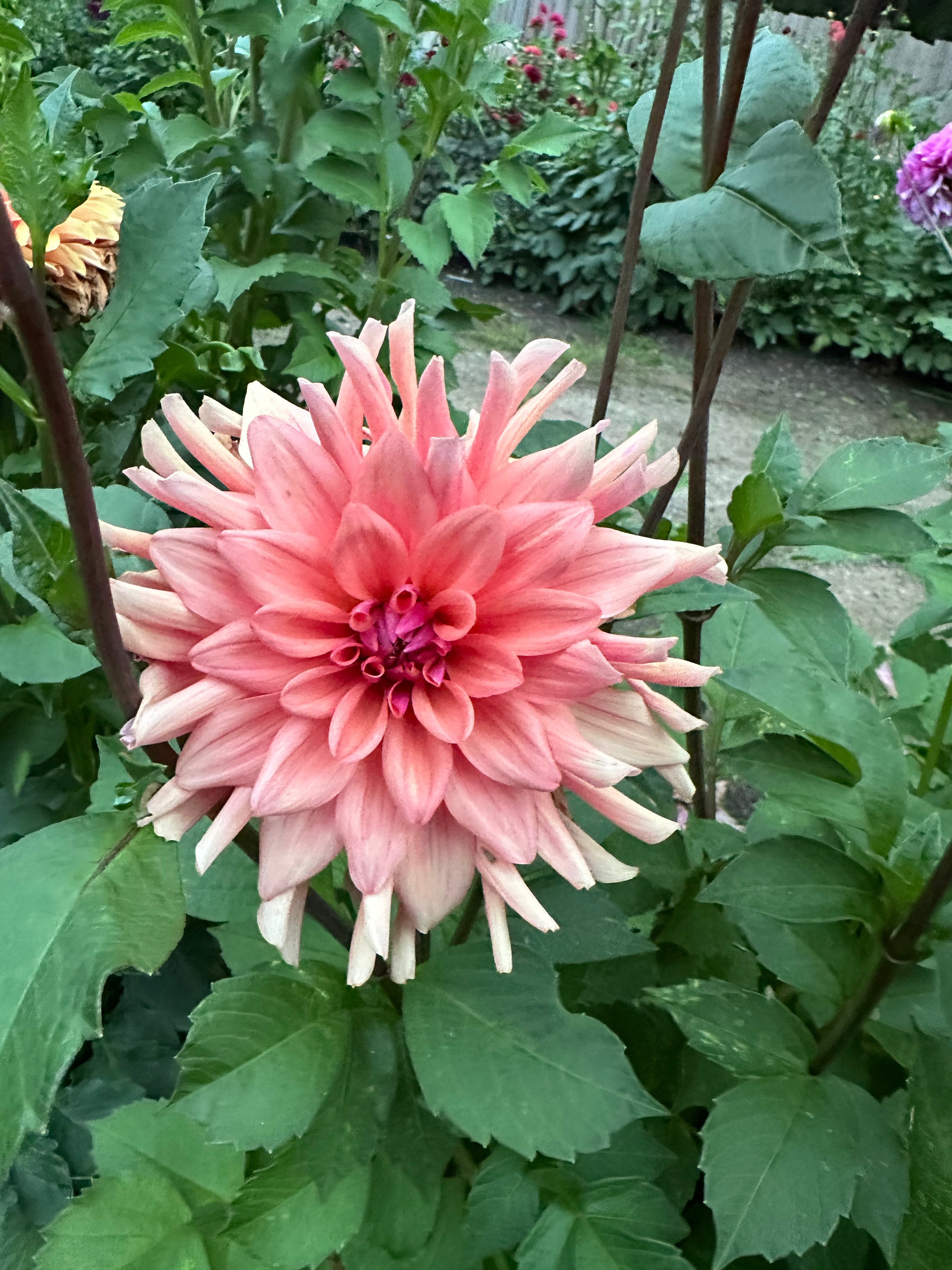 Dutch Pearl Dahlia Tuber