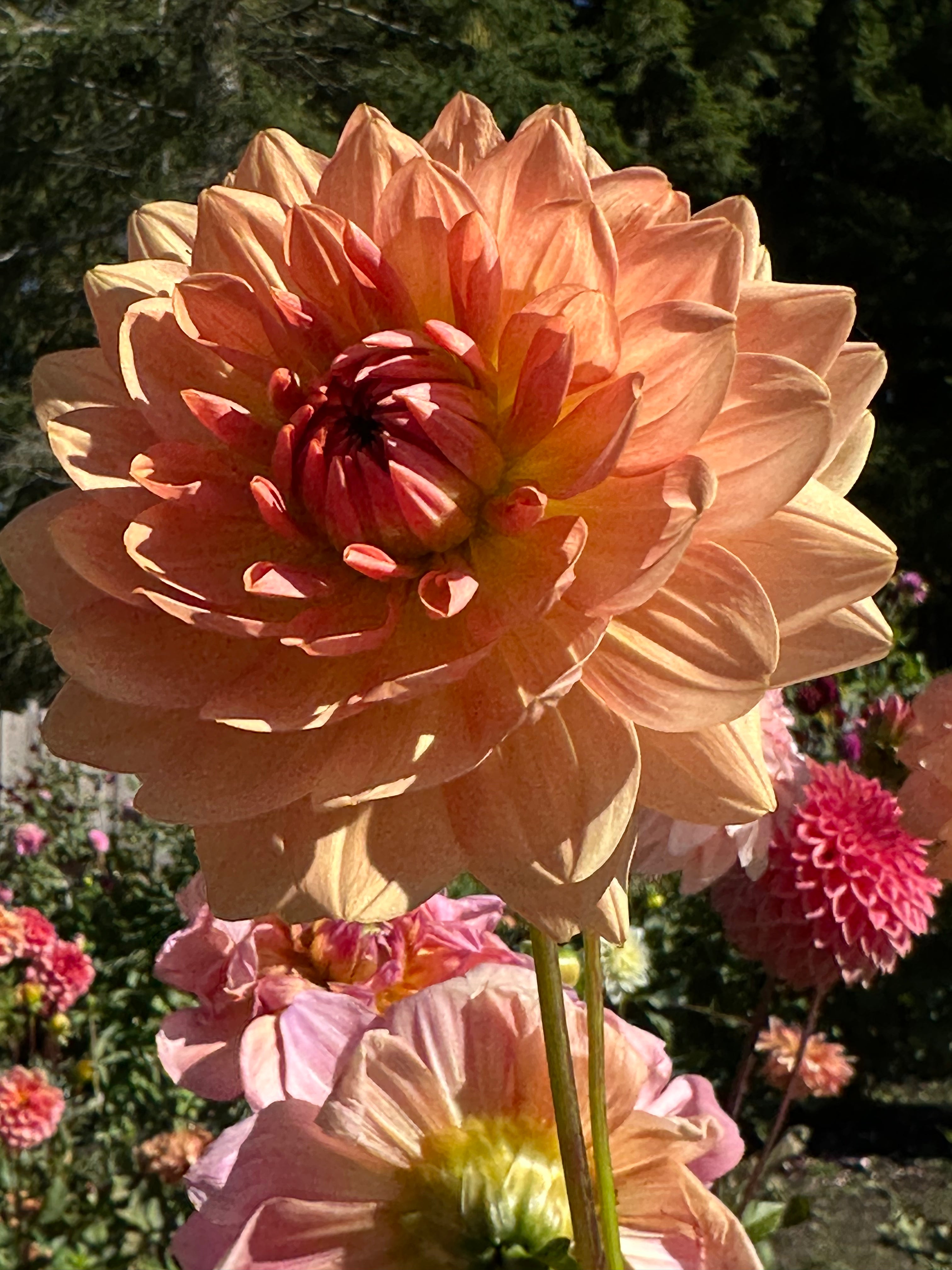Fawn Dahlia Tuber