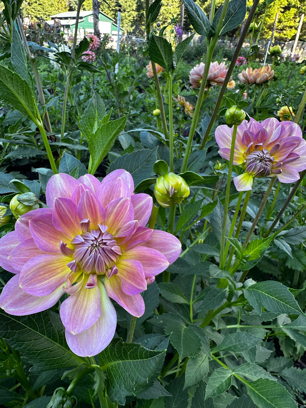 Hapet Old Charm Dahlia Tuber