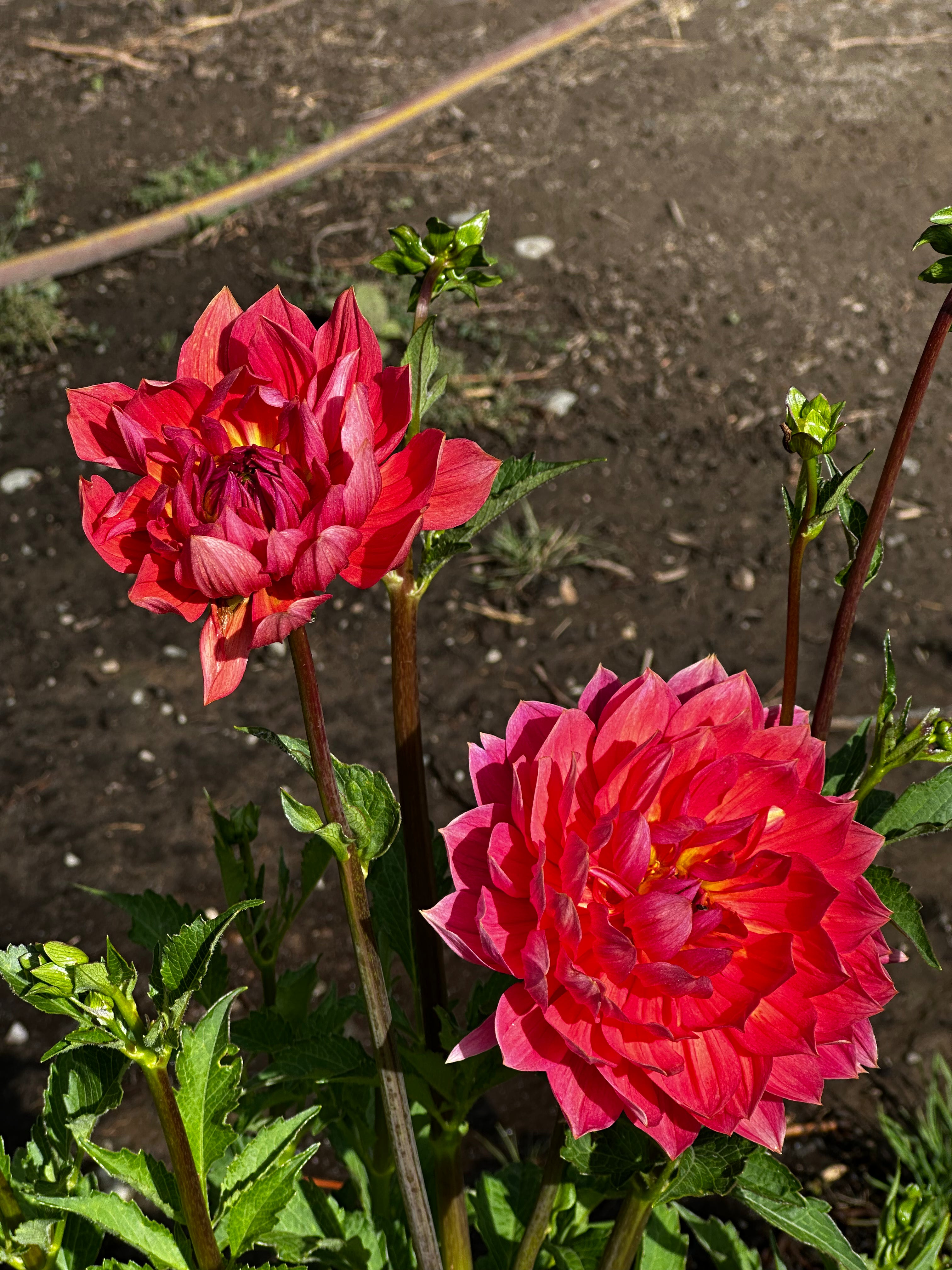 Hollyhill Daydream Dahlia Tuber