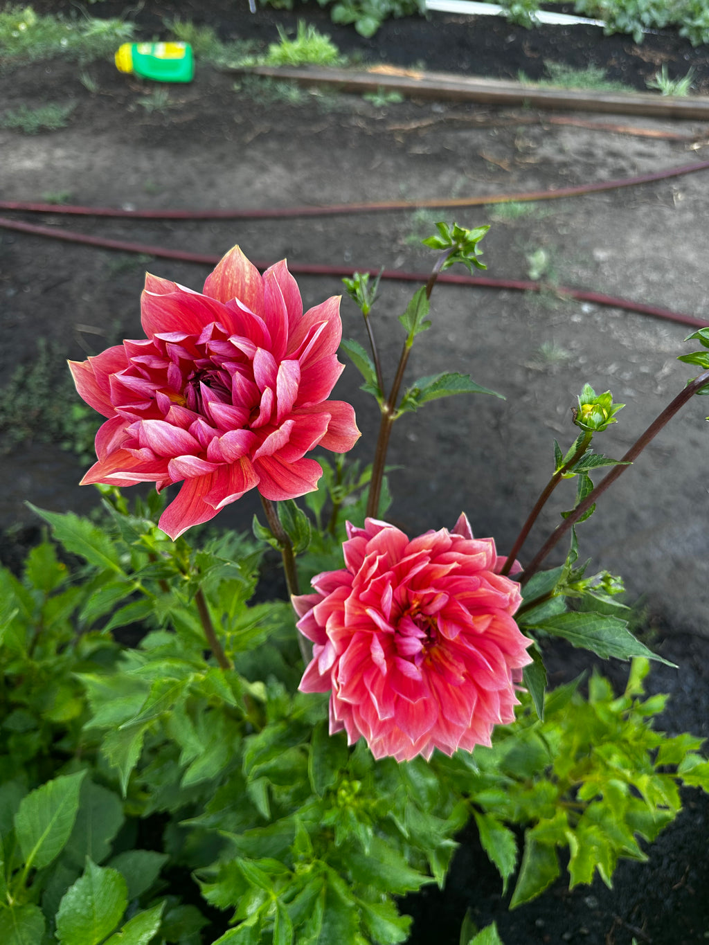 Hollyhill Daydream Dahlia Tuber