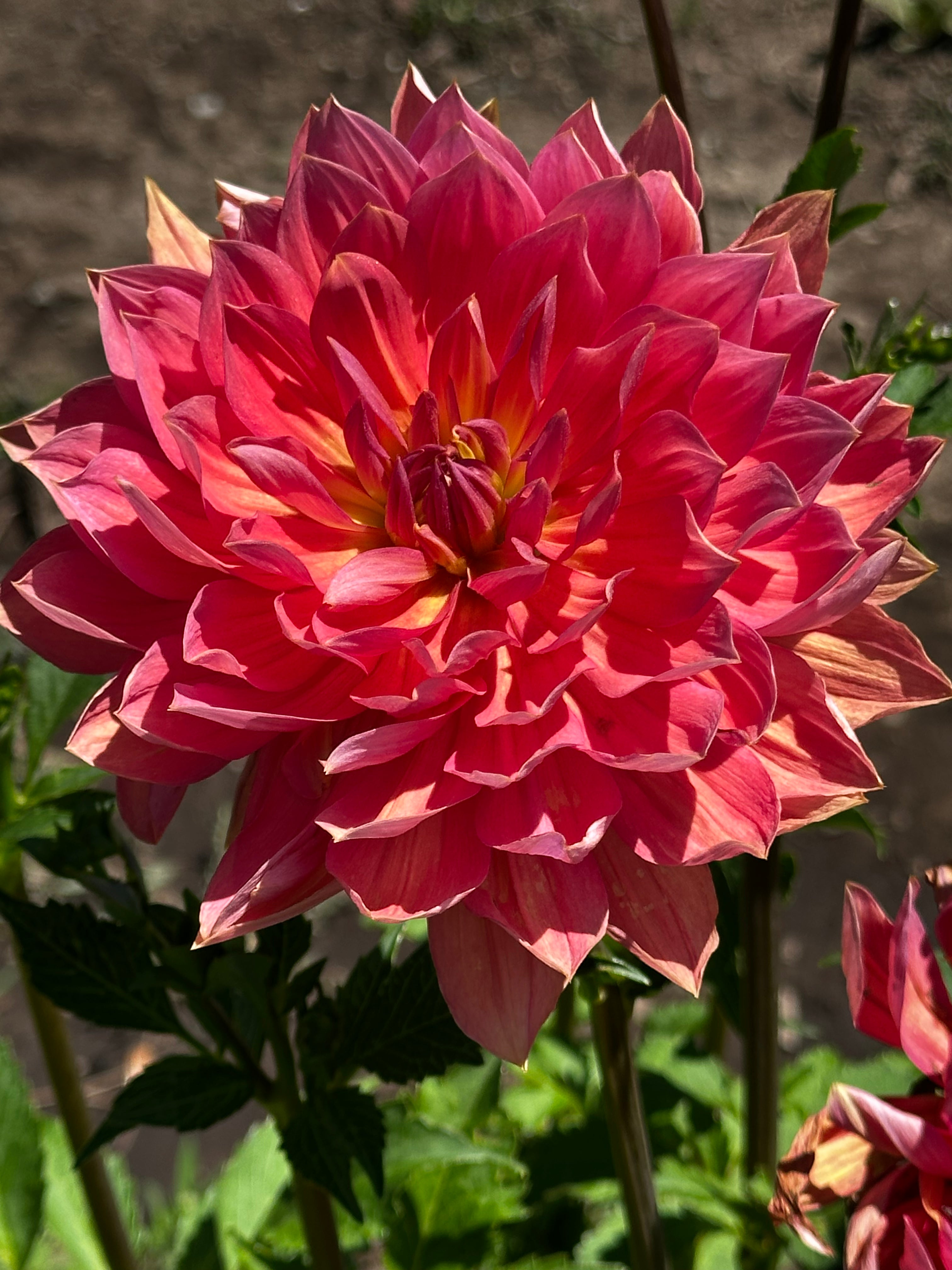 Hollyhill Daydream Dahlia Tuber