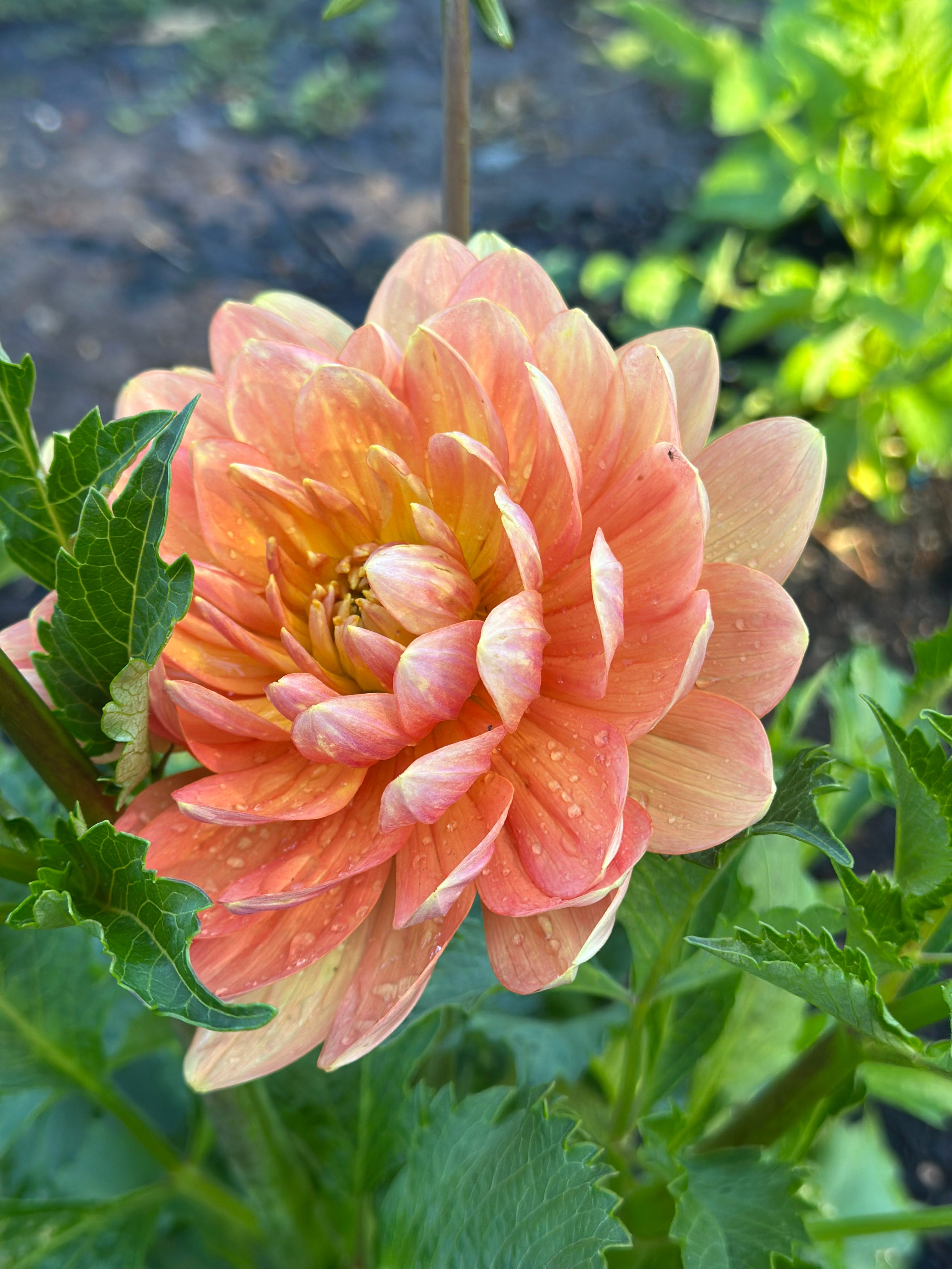 Hollyhill Serenity Dahlia Tuber