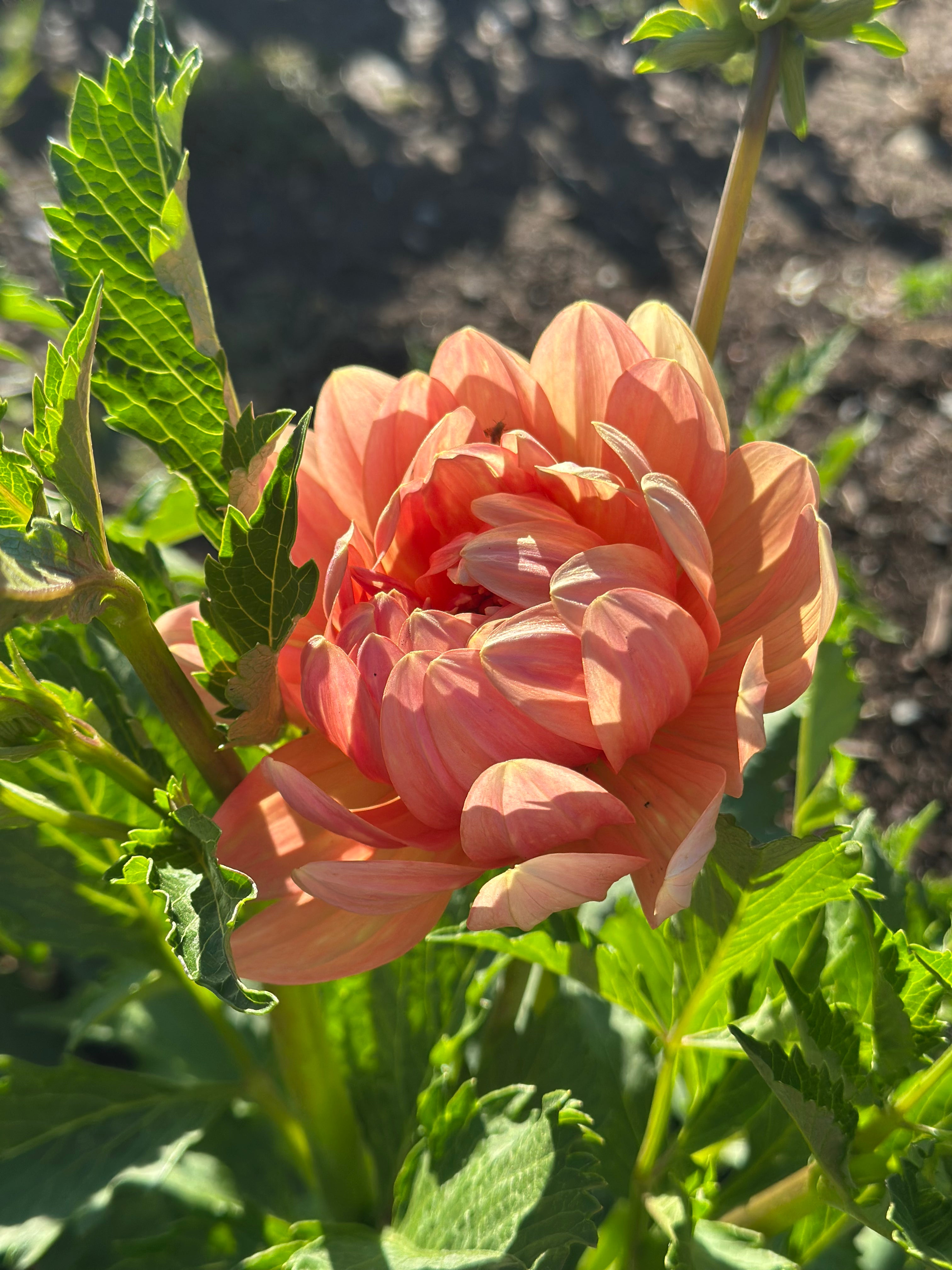 Hollyhill Serenity Dahlia Tuber