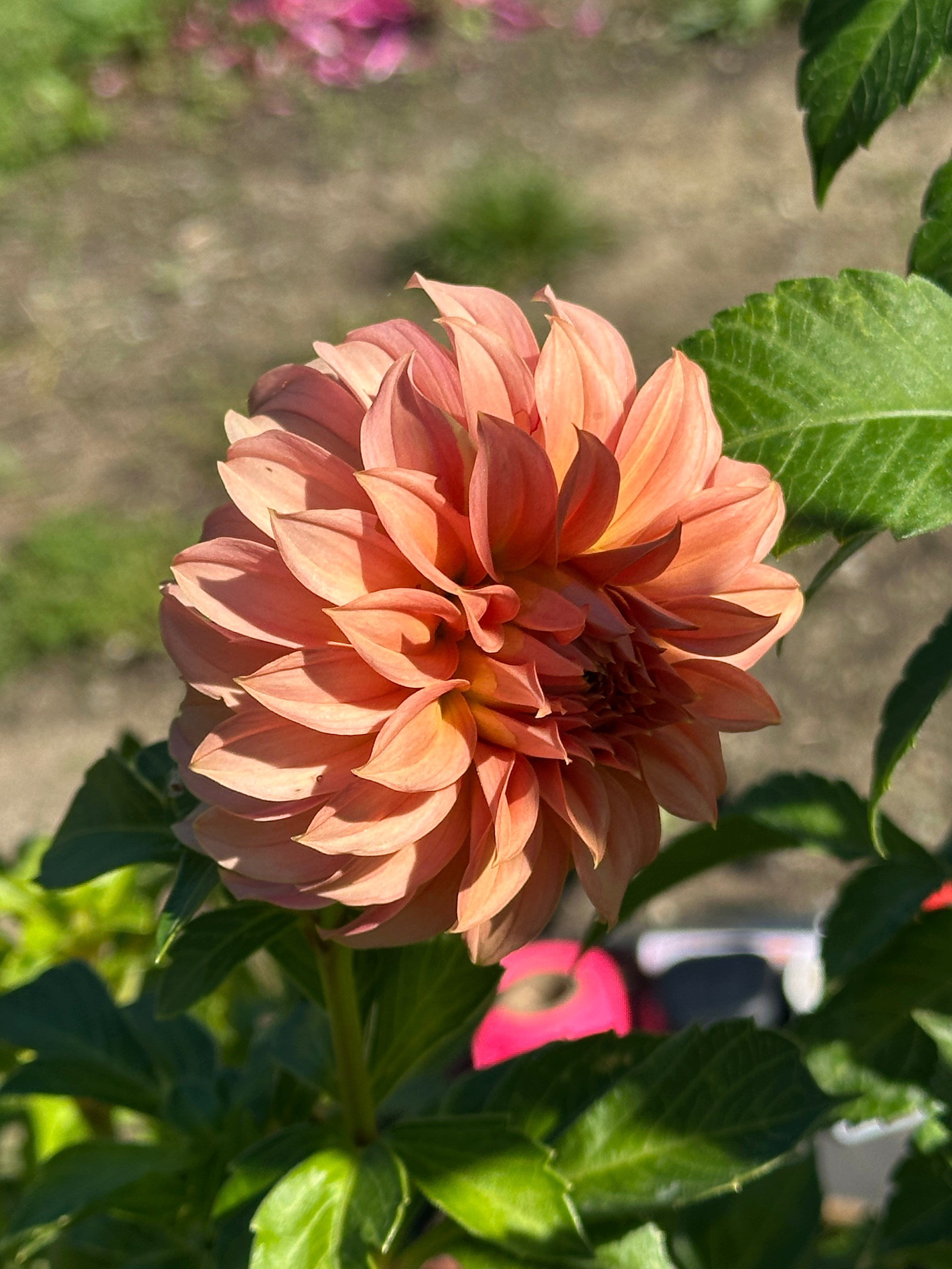 Lee's San Miguel Dahlia Tuber
