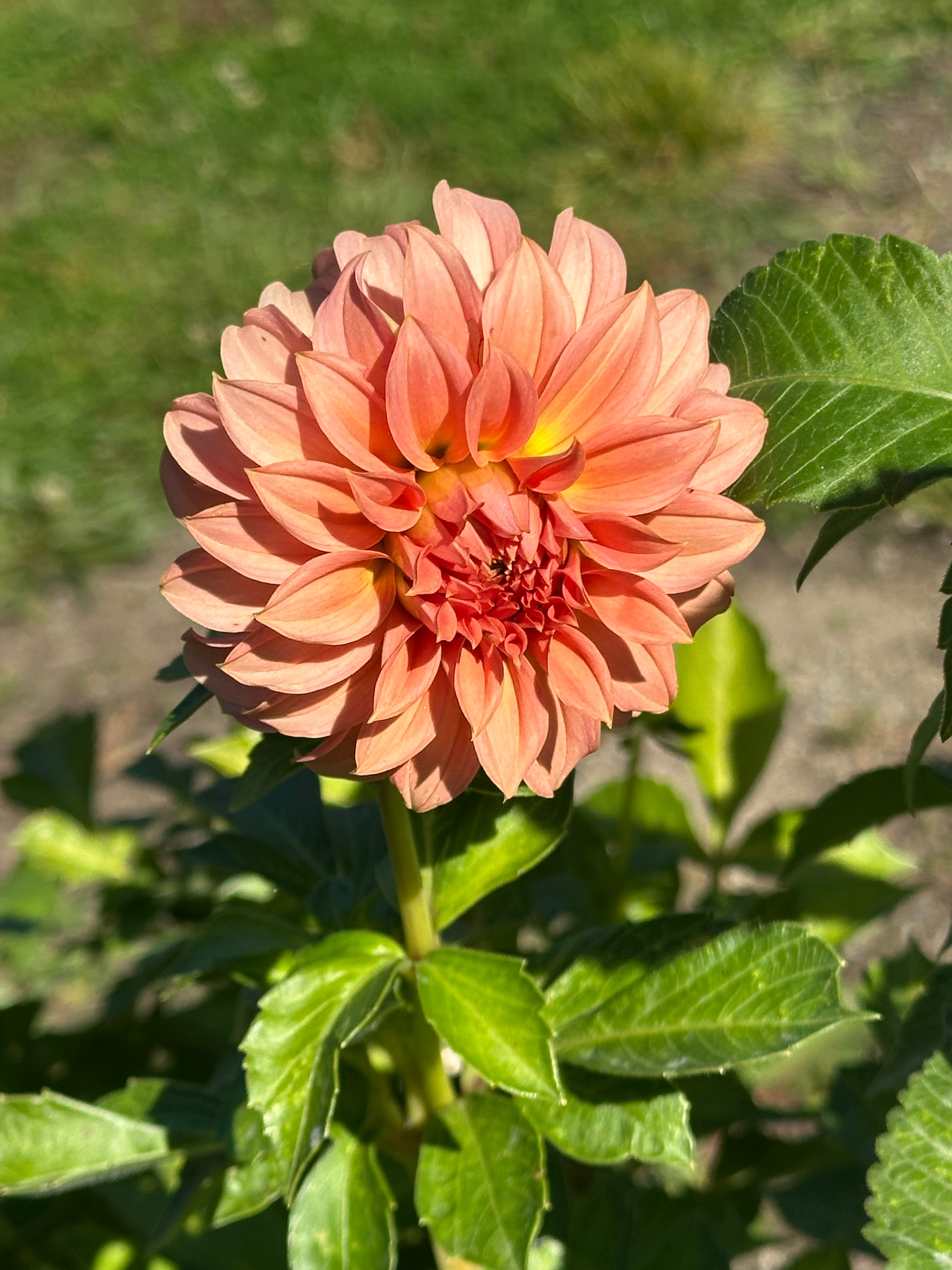 Lee's San Miguel Dahlia Tuber