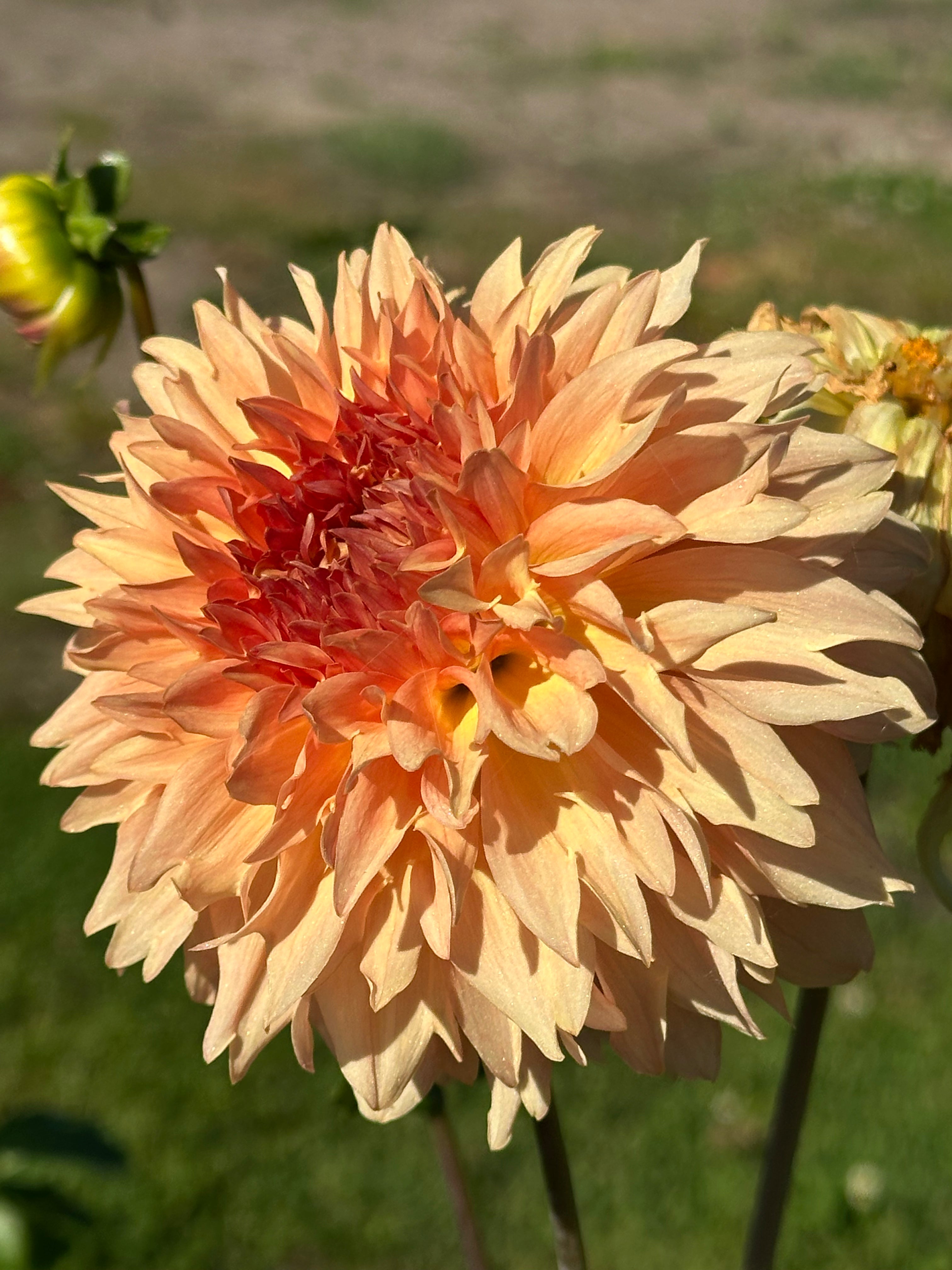 Lee's Fluffy Buffy  Dahlia Tuber