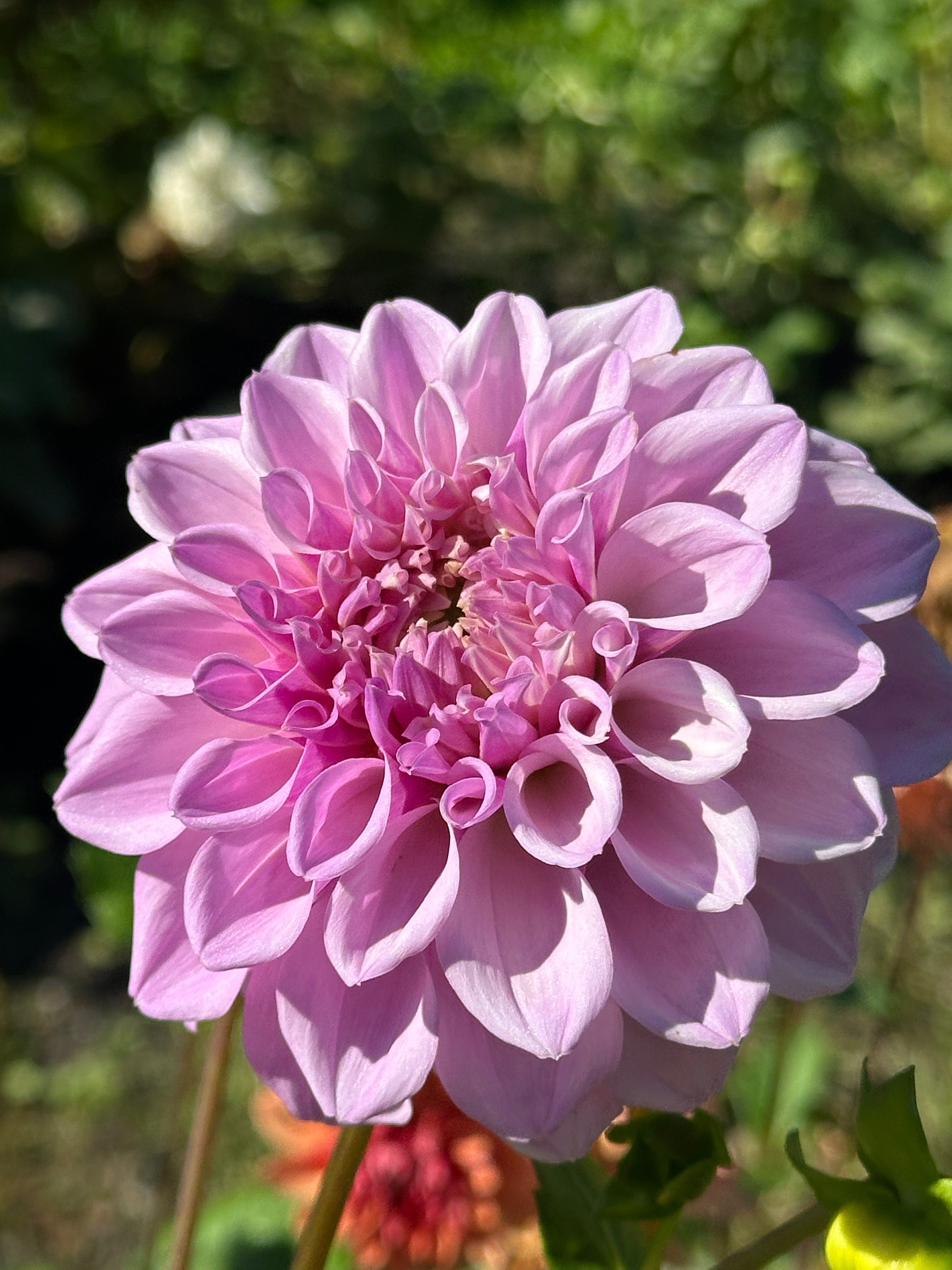 Lee's Provence Dahlia Tuber