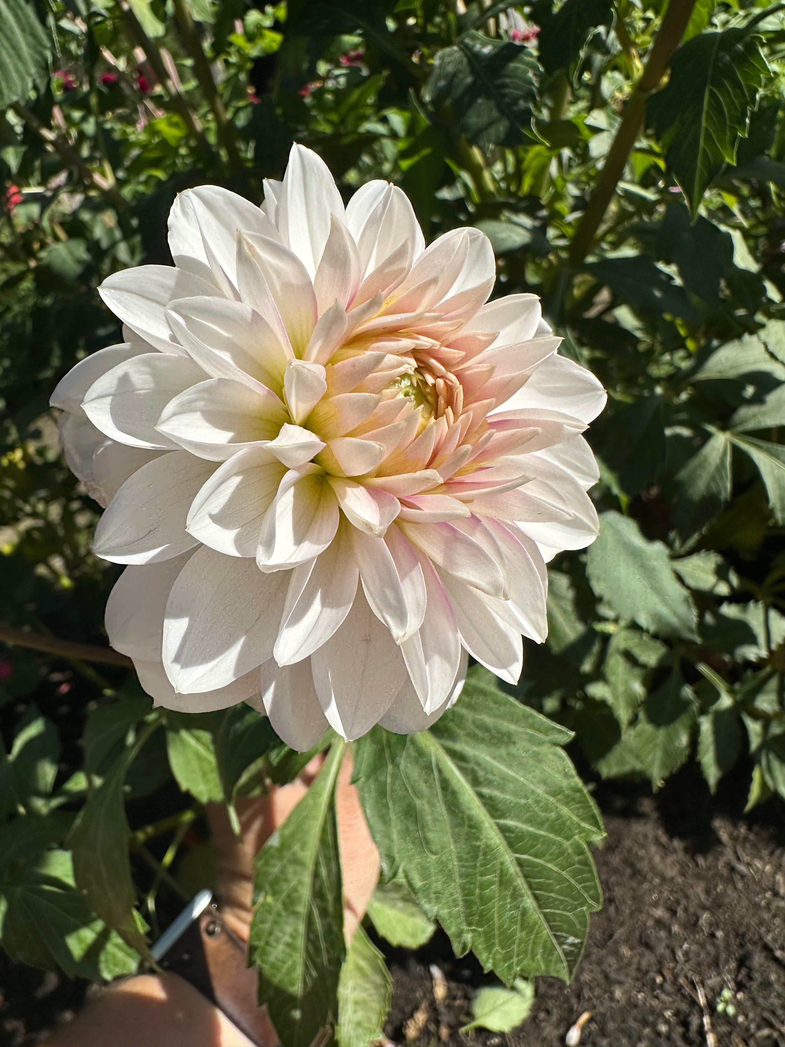 Lee's Ruth Dahlia Tuber