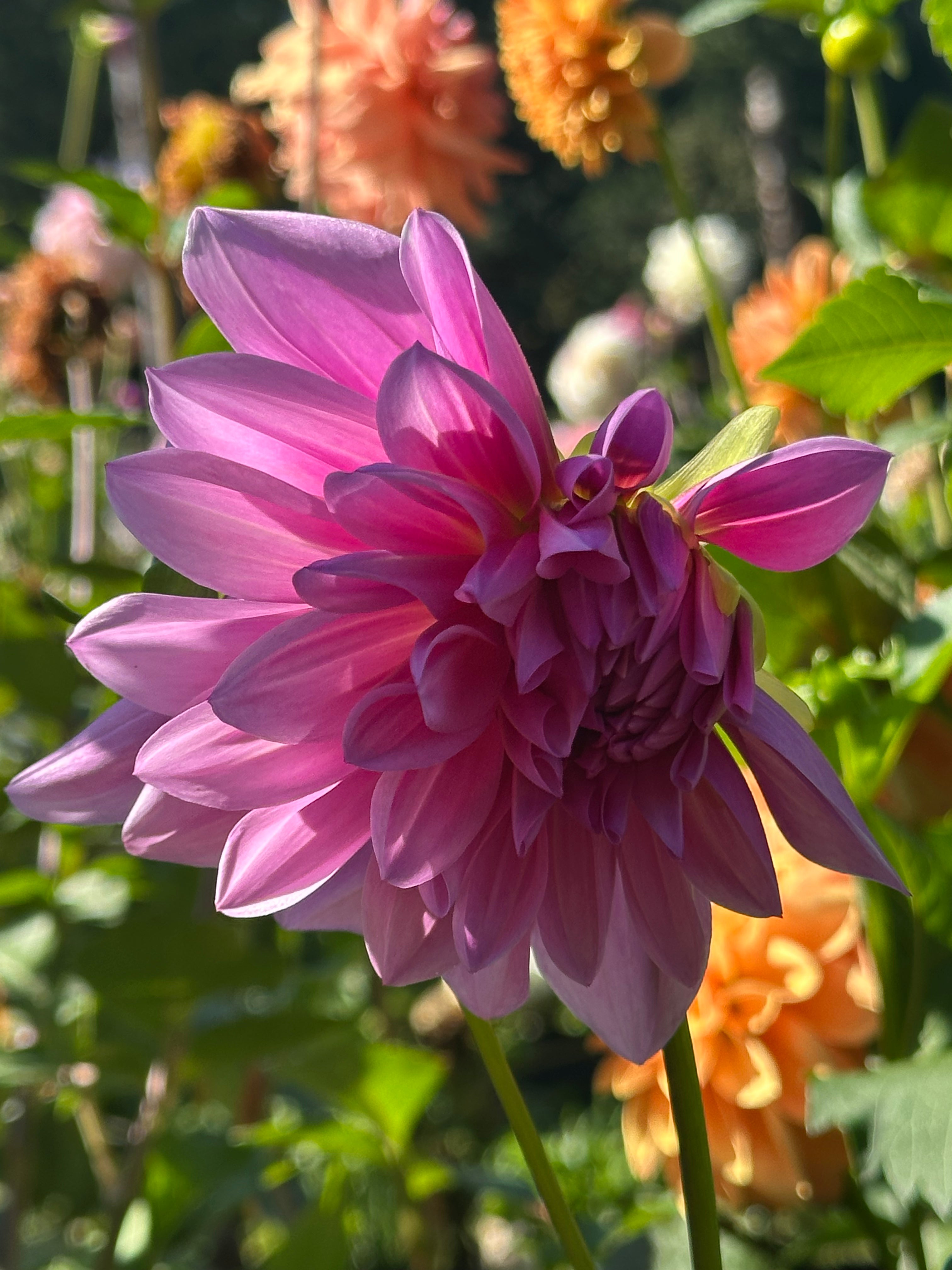 Lee's Sydney Dahlia Tuber
