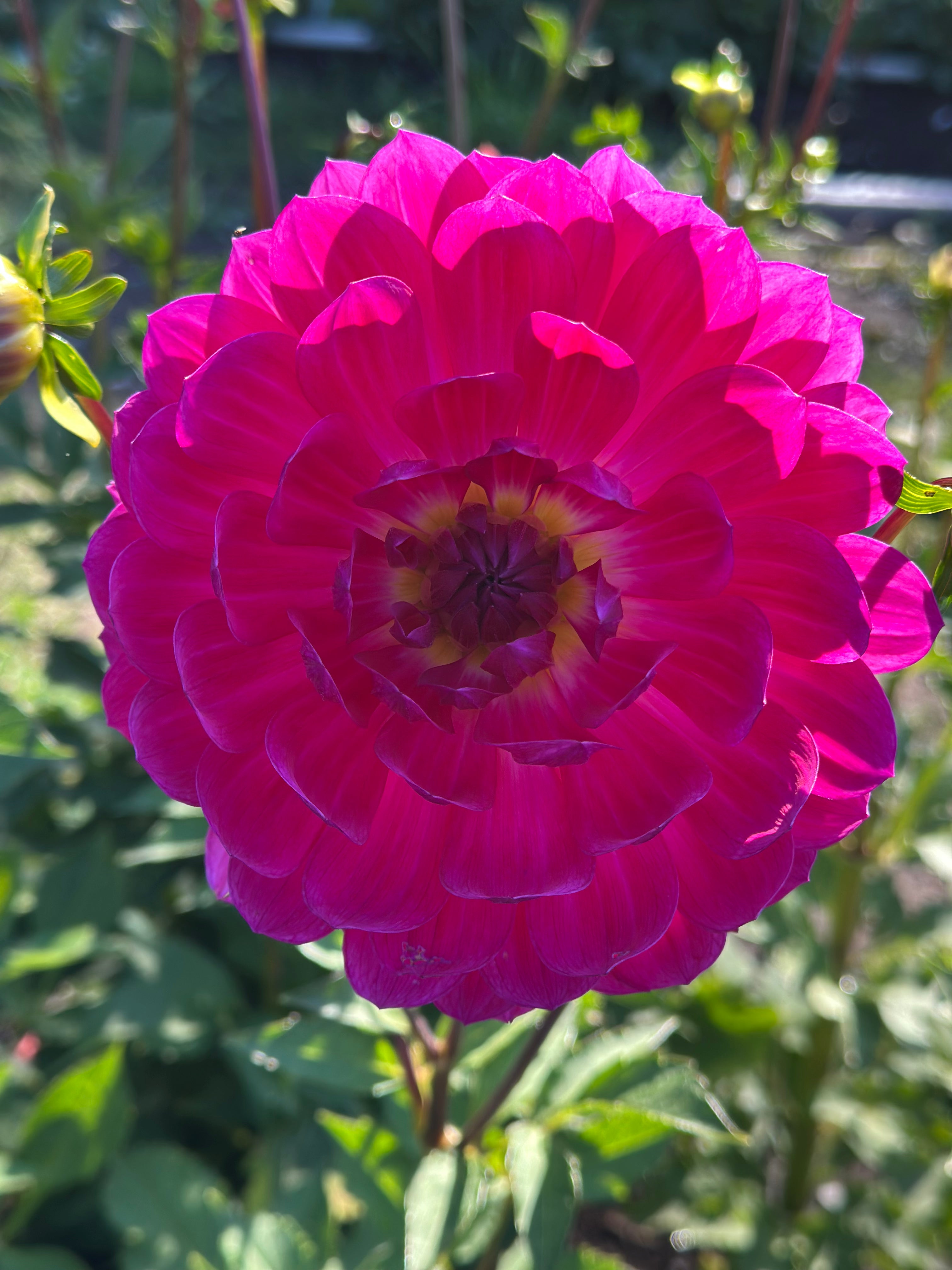 Lyn's Lexi Dahlia Tuber