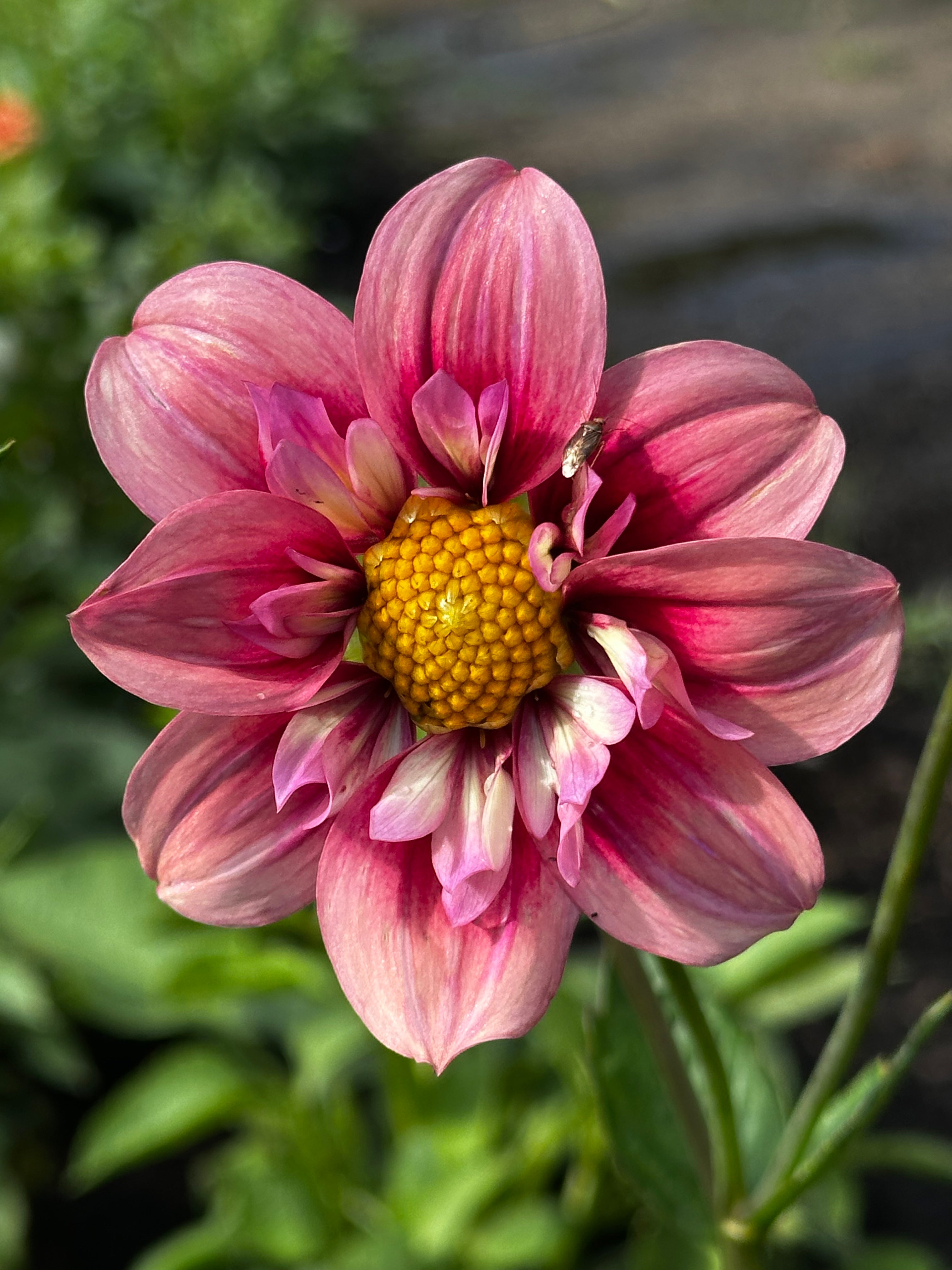 Rhubarb & Custard Dahlia Tuber