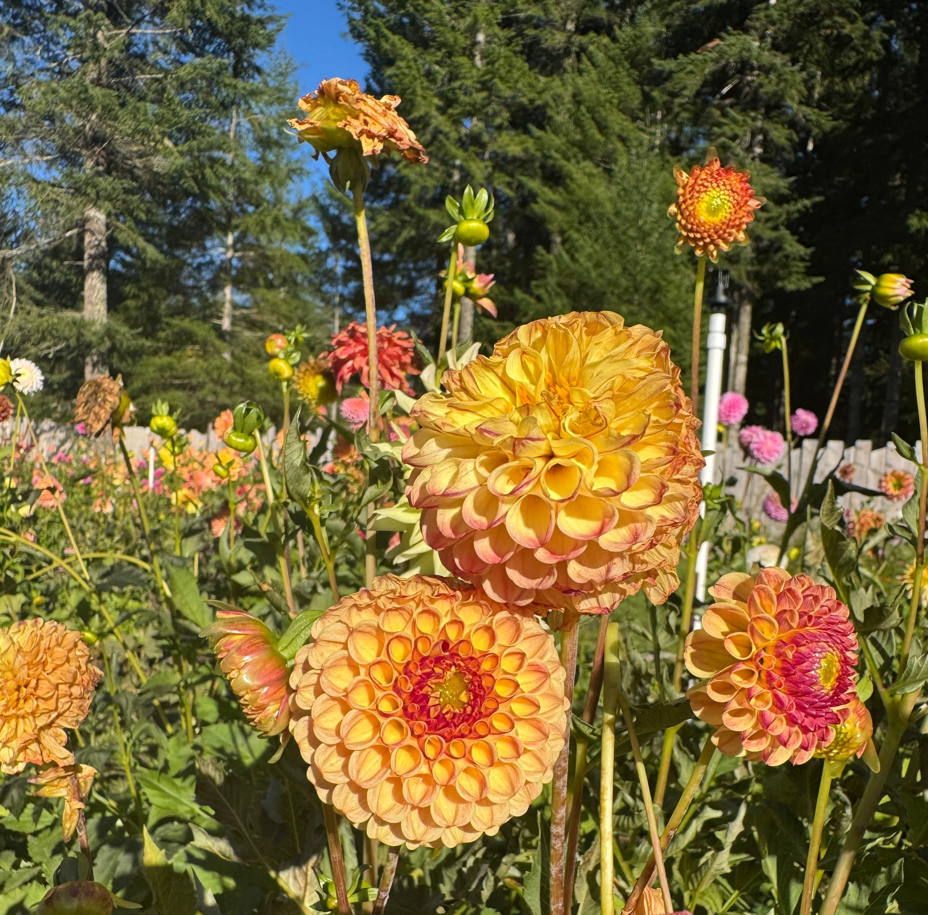Rosemary Dawn Dahlia Tuber
