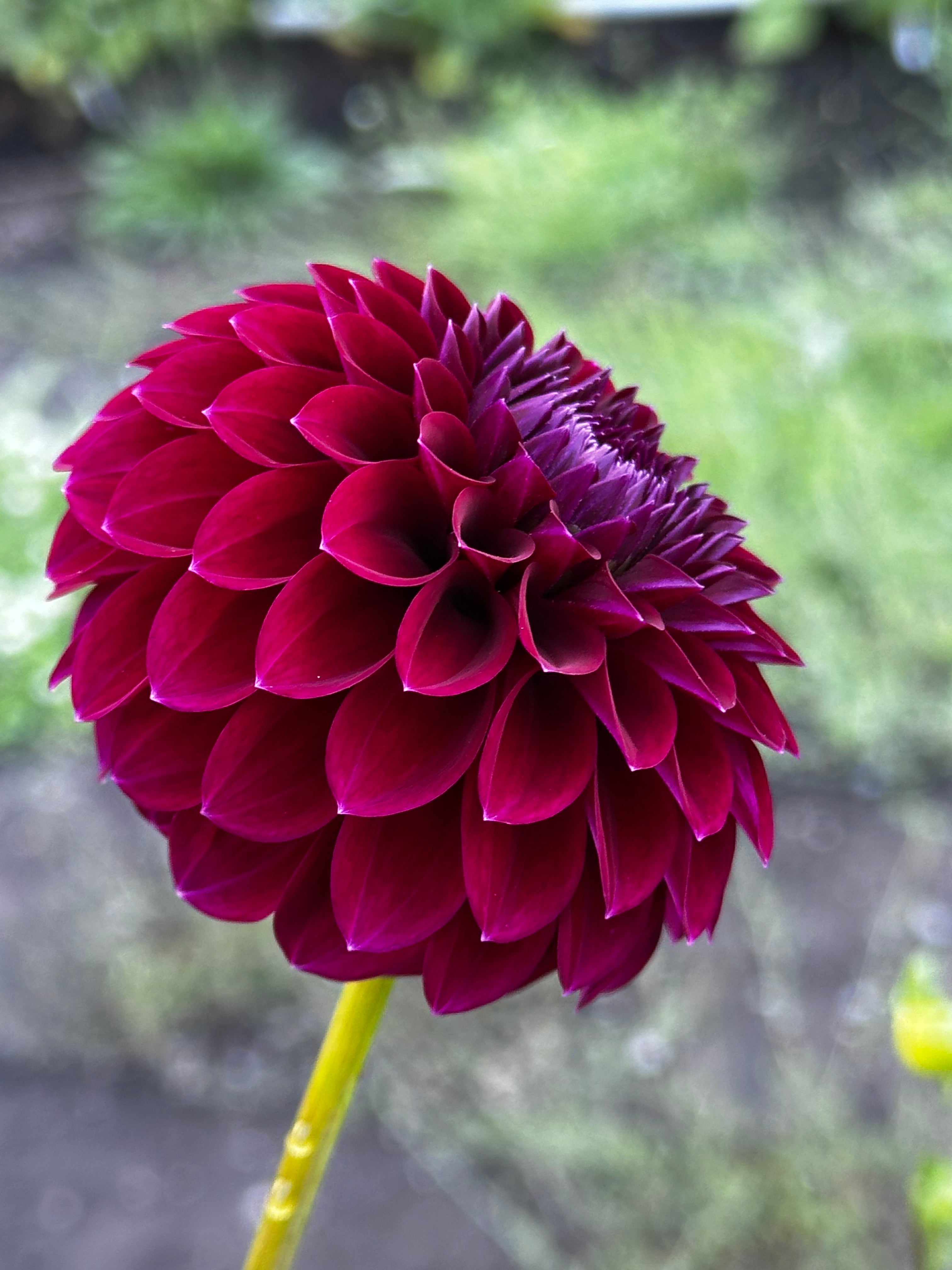 Saddlerock Tiny Giant Dahlia Tuber