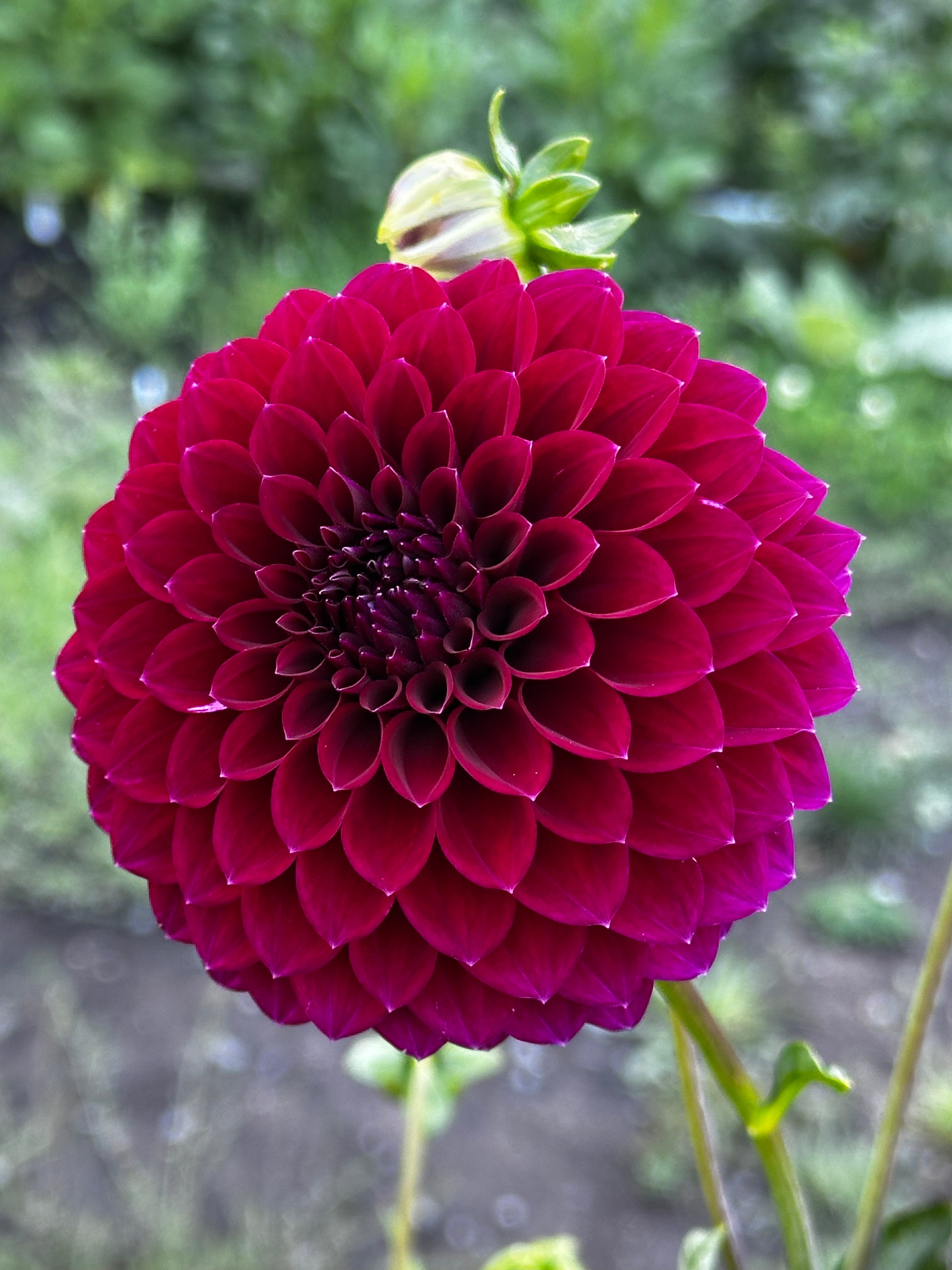 Saddlerock Tiny Giant Dahlia Tuber