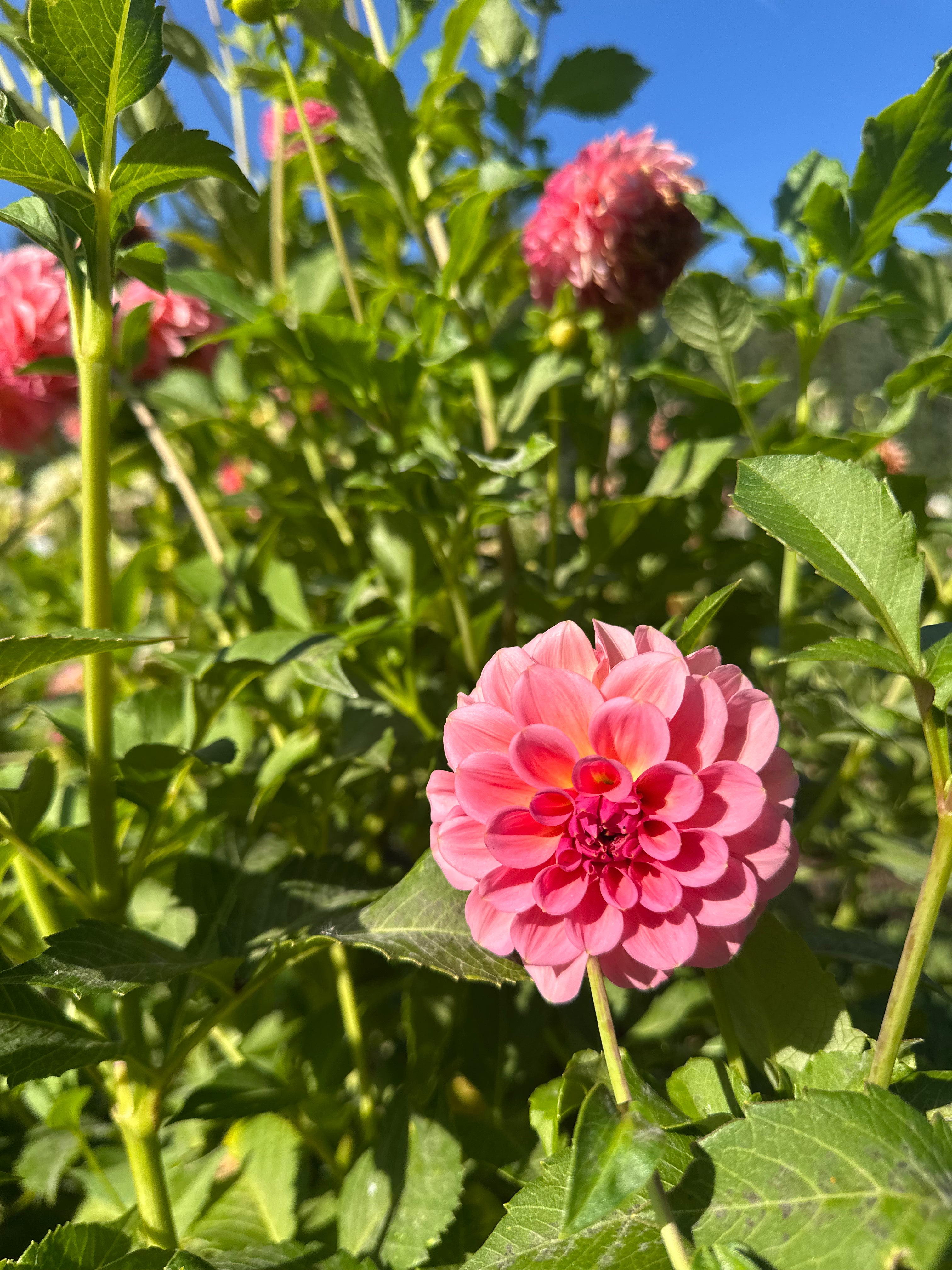 Salmon Kiss Dahlia Tuber