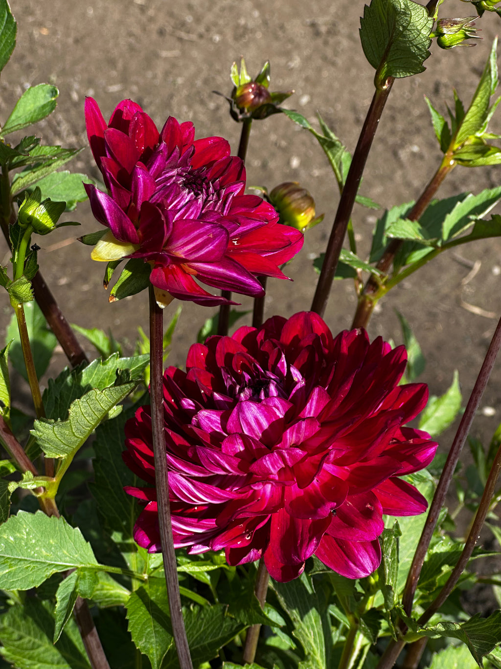 Sandia Bertha Dahlia Tuber