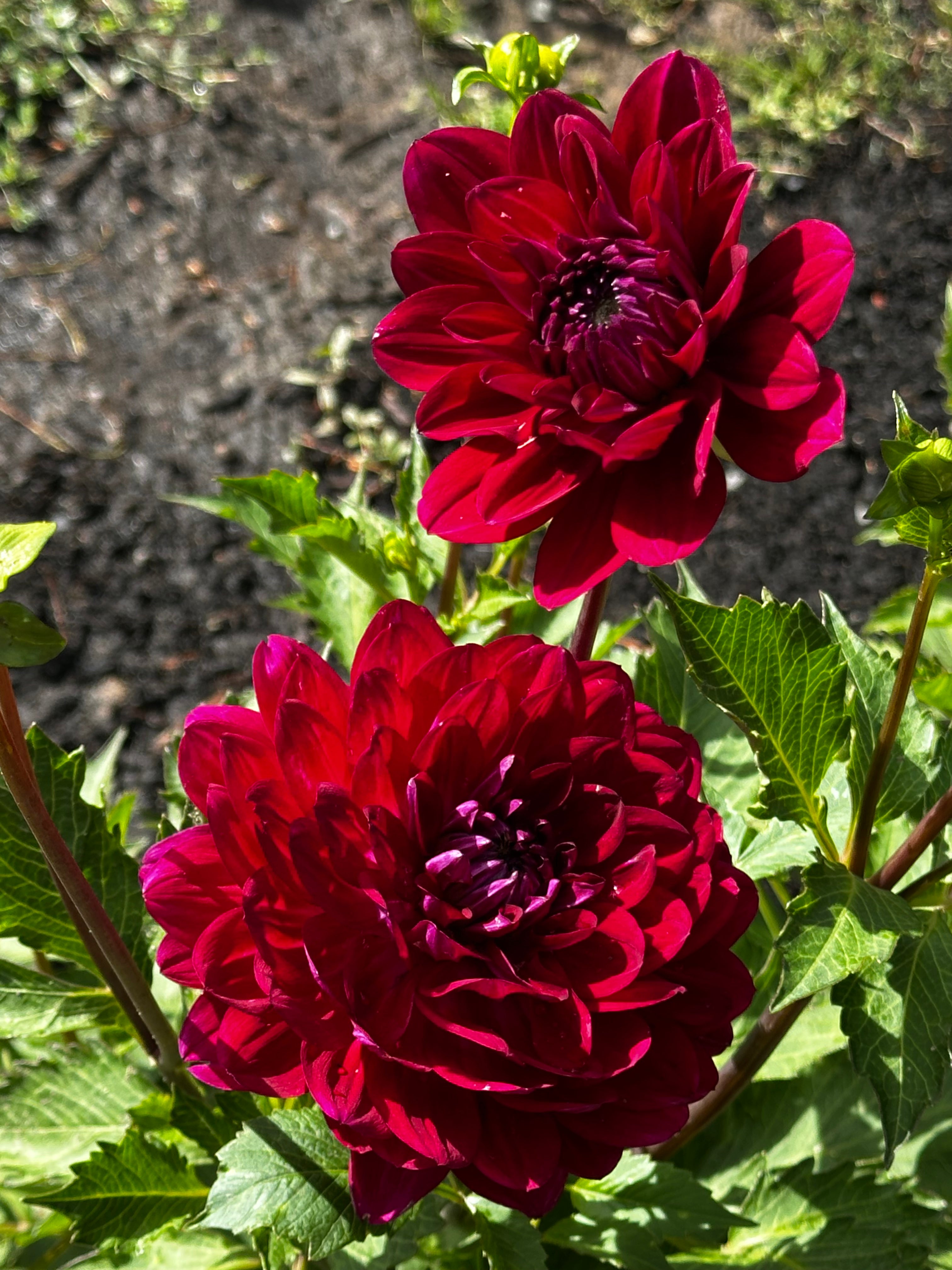Sandia Bertha Dahlia Tuber