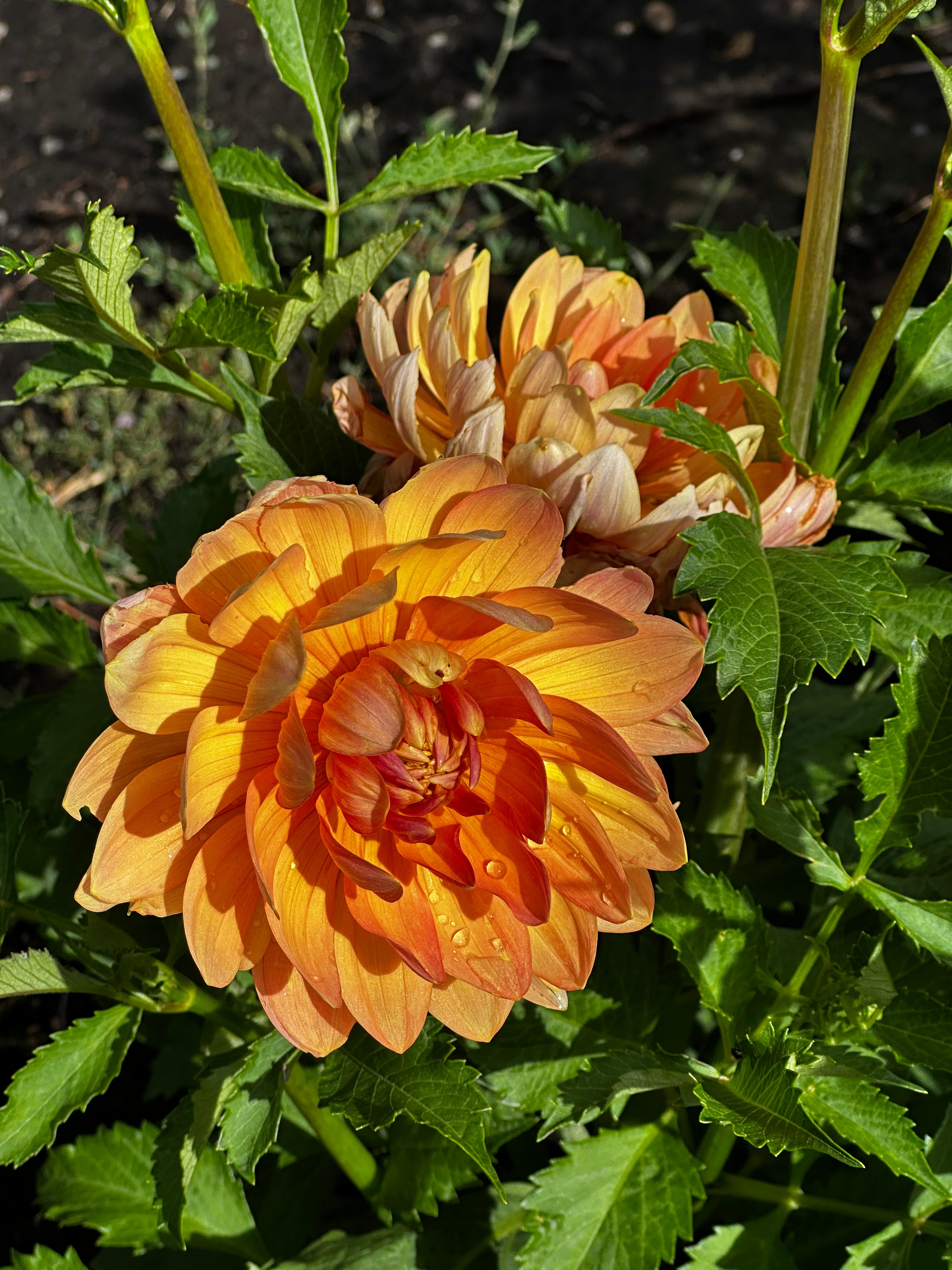 Sandia Susan Dahlia Tuber