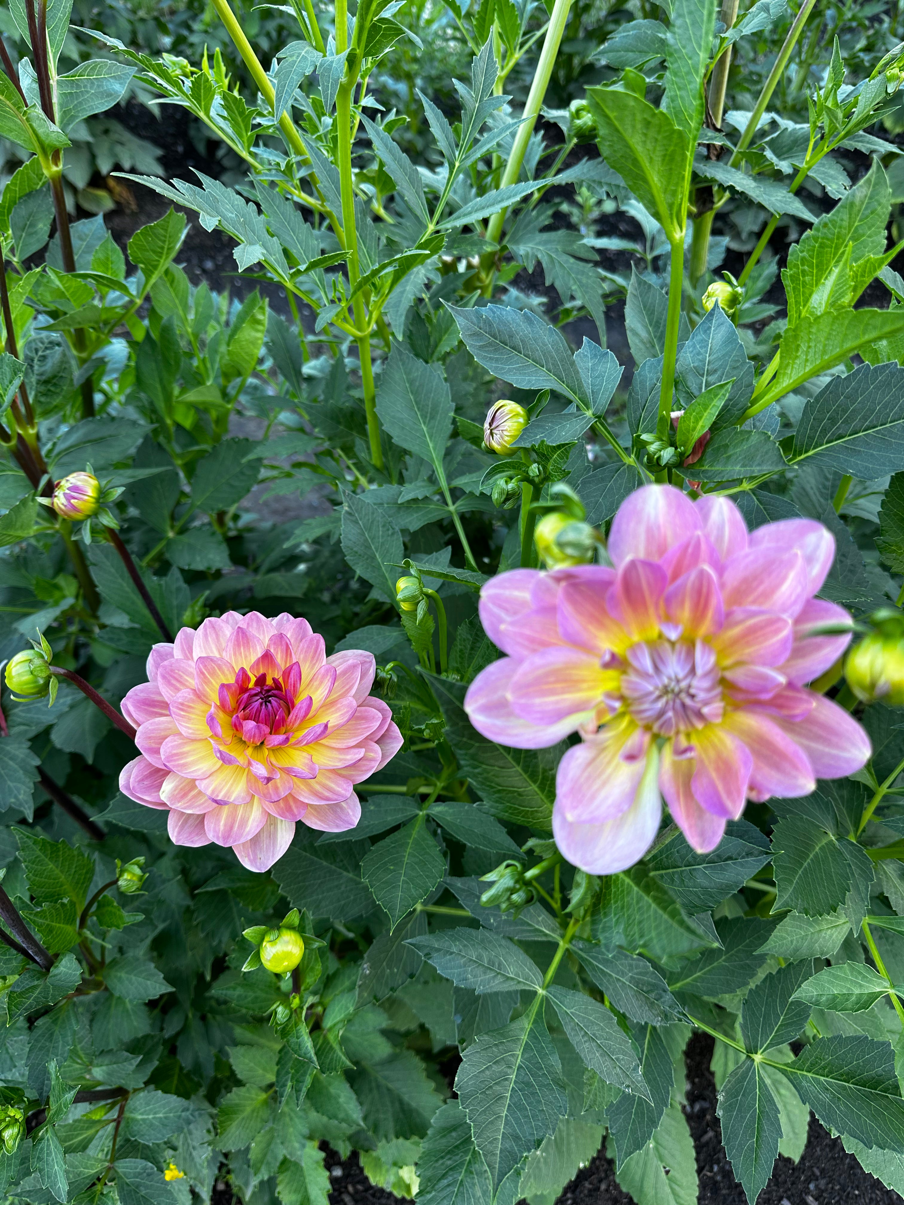 Sandia Bliss Dahlia Tuber