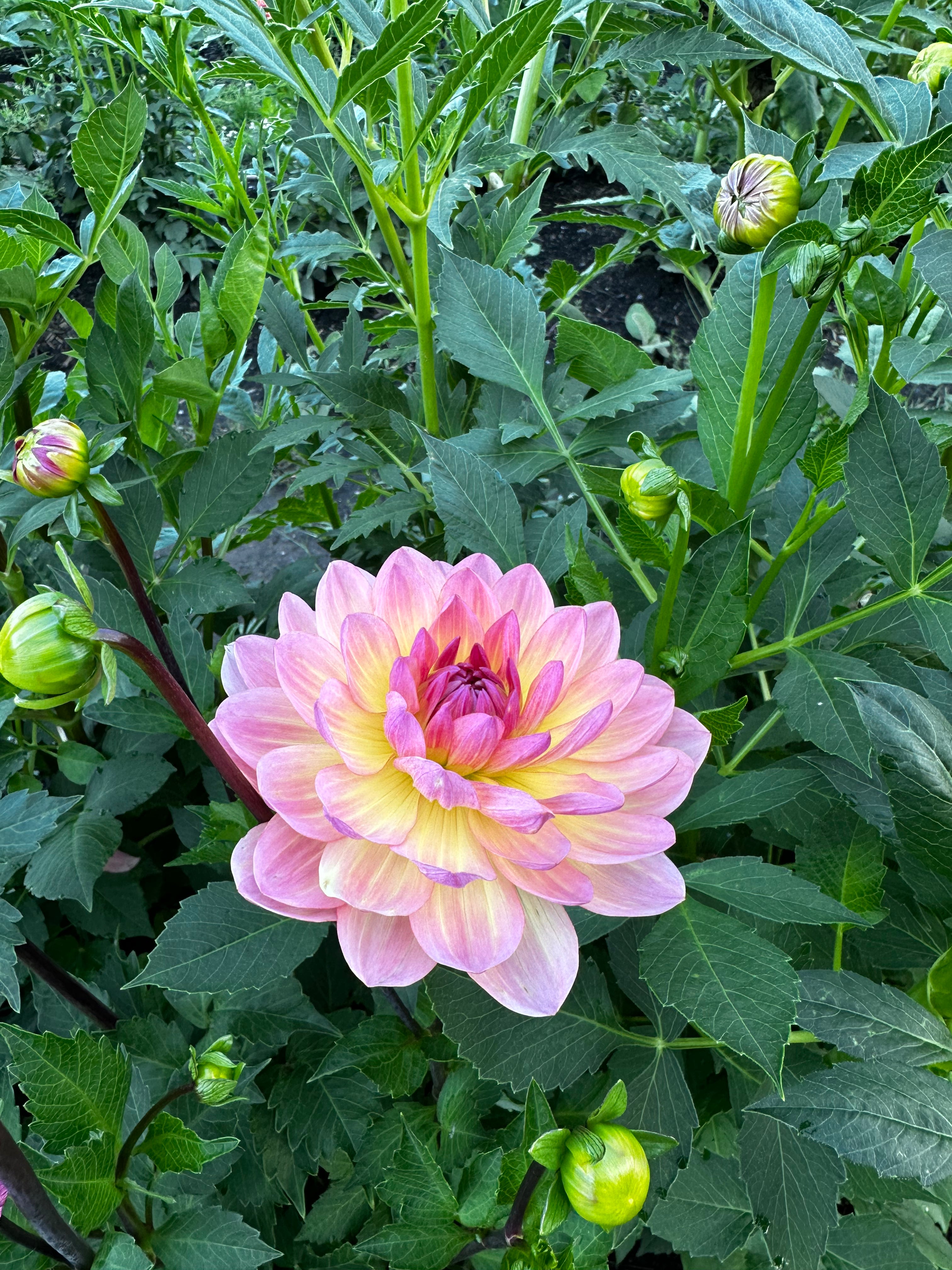 Sandia Bliss Dahlia Tuber