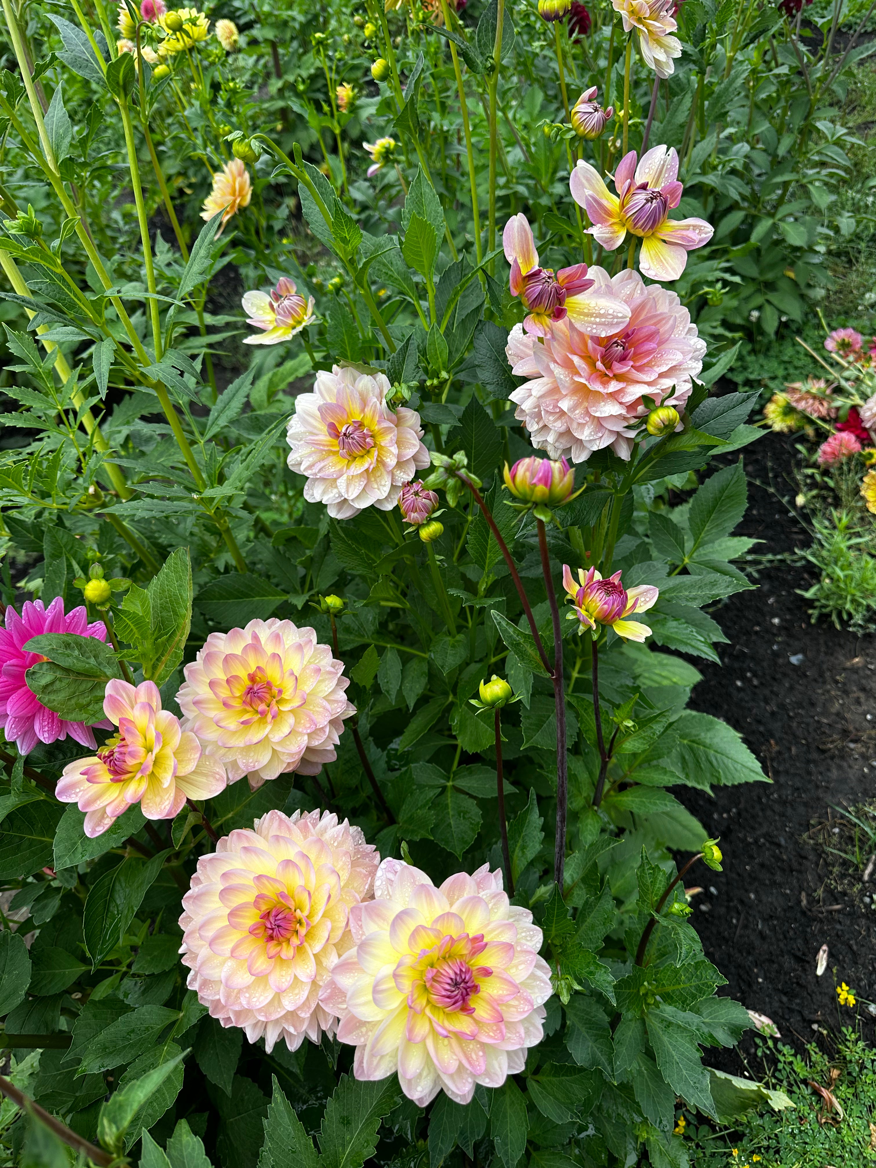 Sandia Bliss Dahlia Tuber
