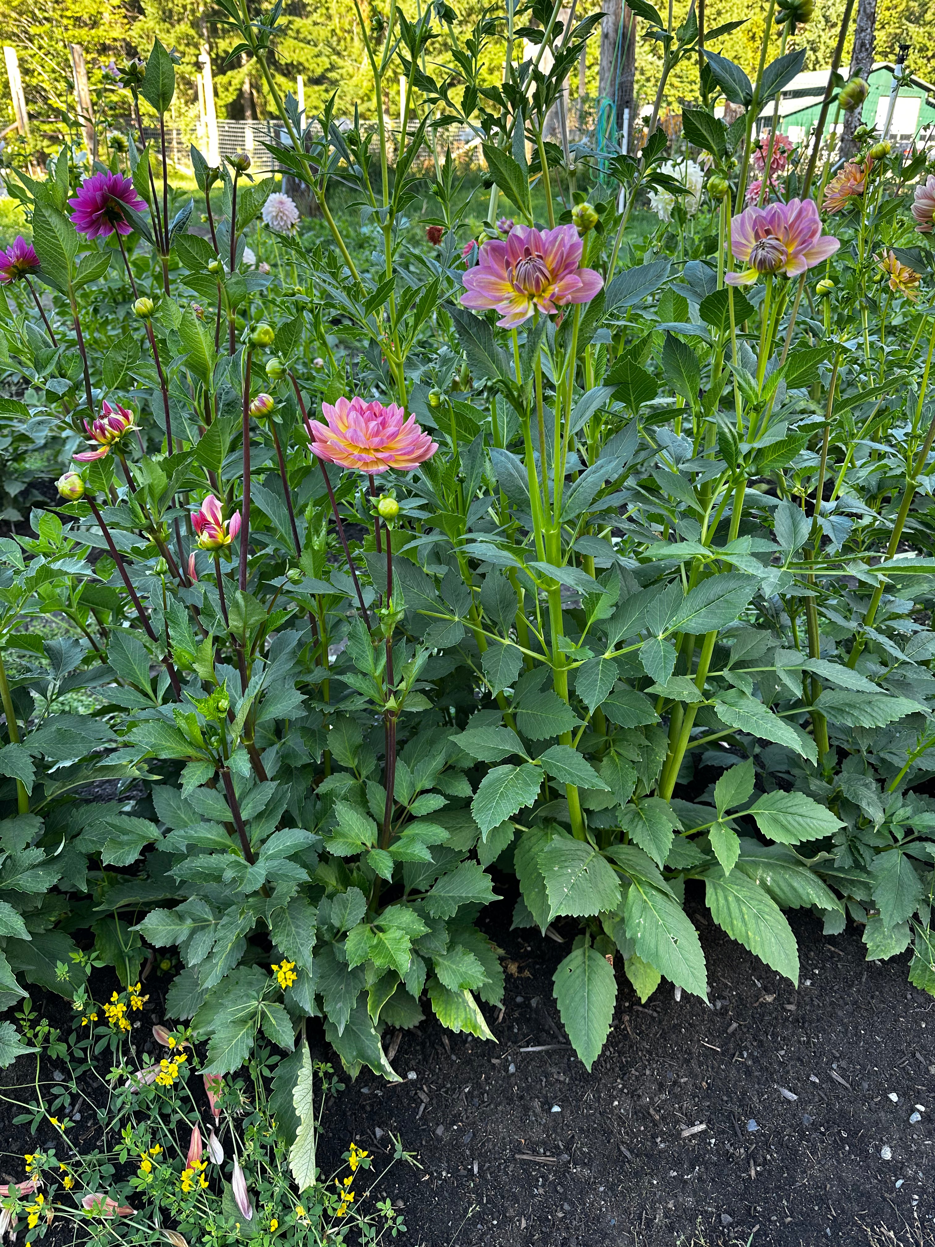 Sandia Bliss Dahlia Tuber