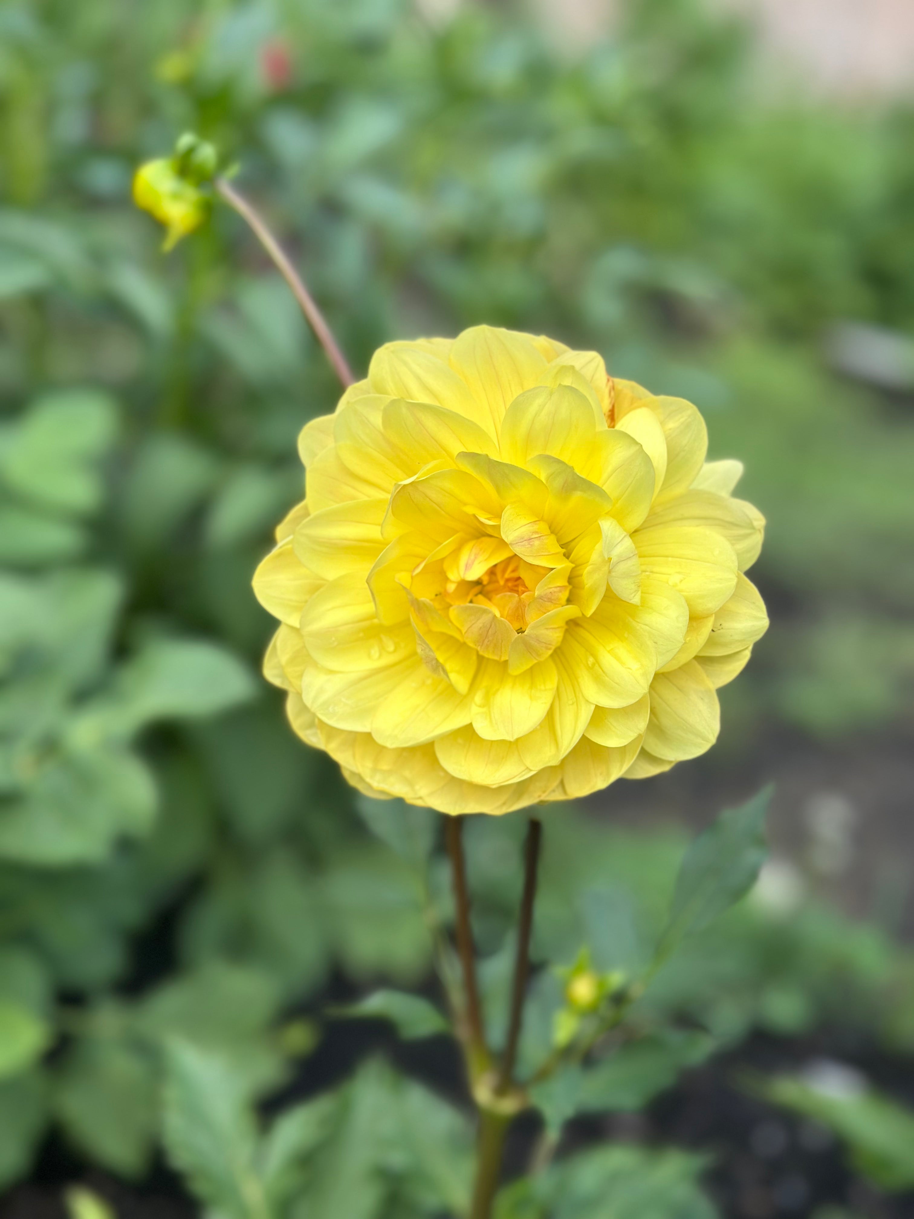 Sandia Gold Dahlia Tuber