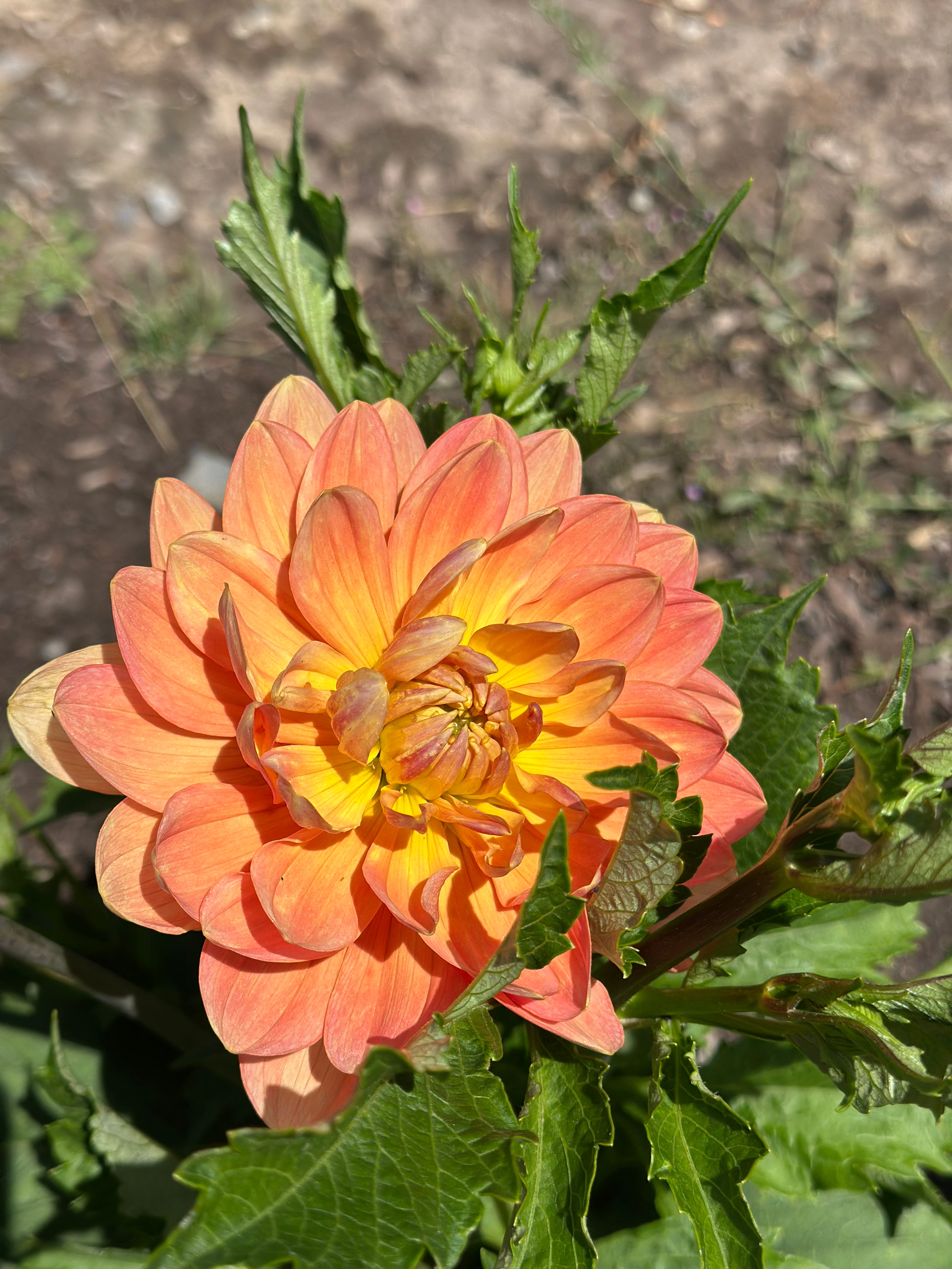 Sandia Susan Dahlia Tuber