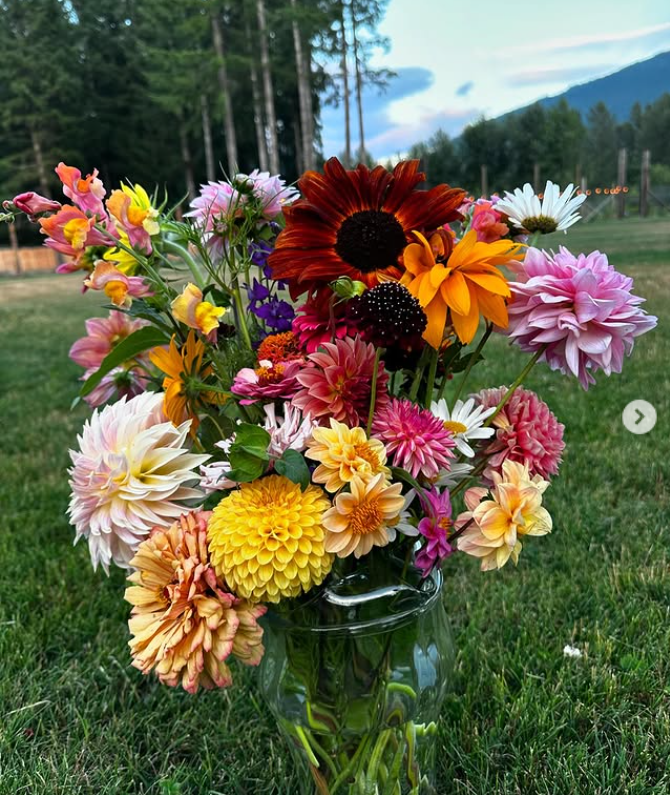 Dahlia Tuber Sales