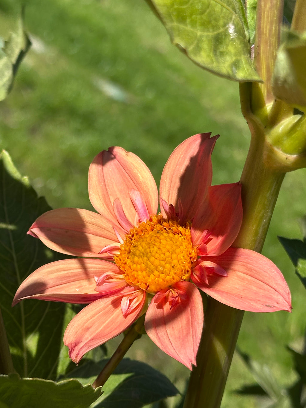 Venus Dahlia Tuber