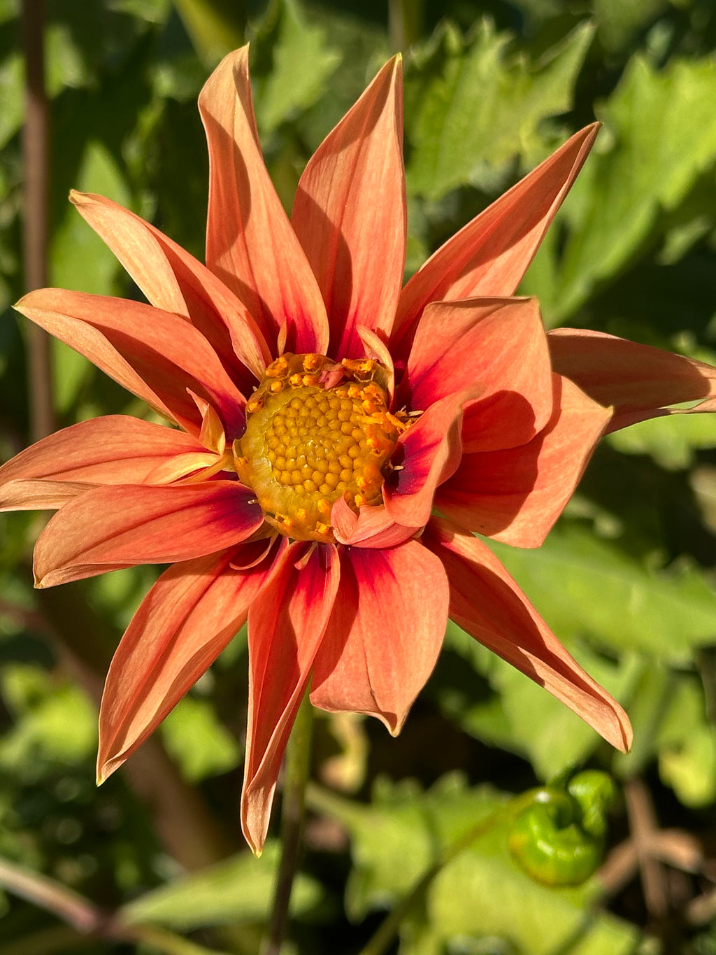 Venus Dahlia Tuber