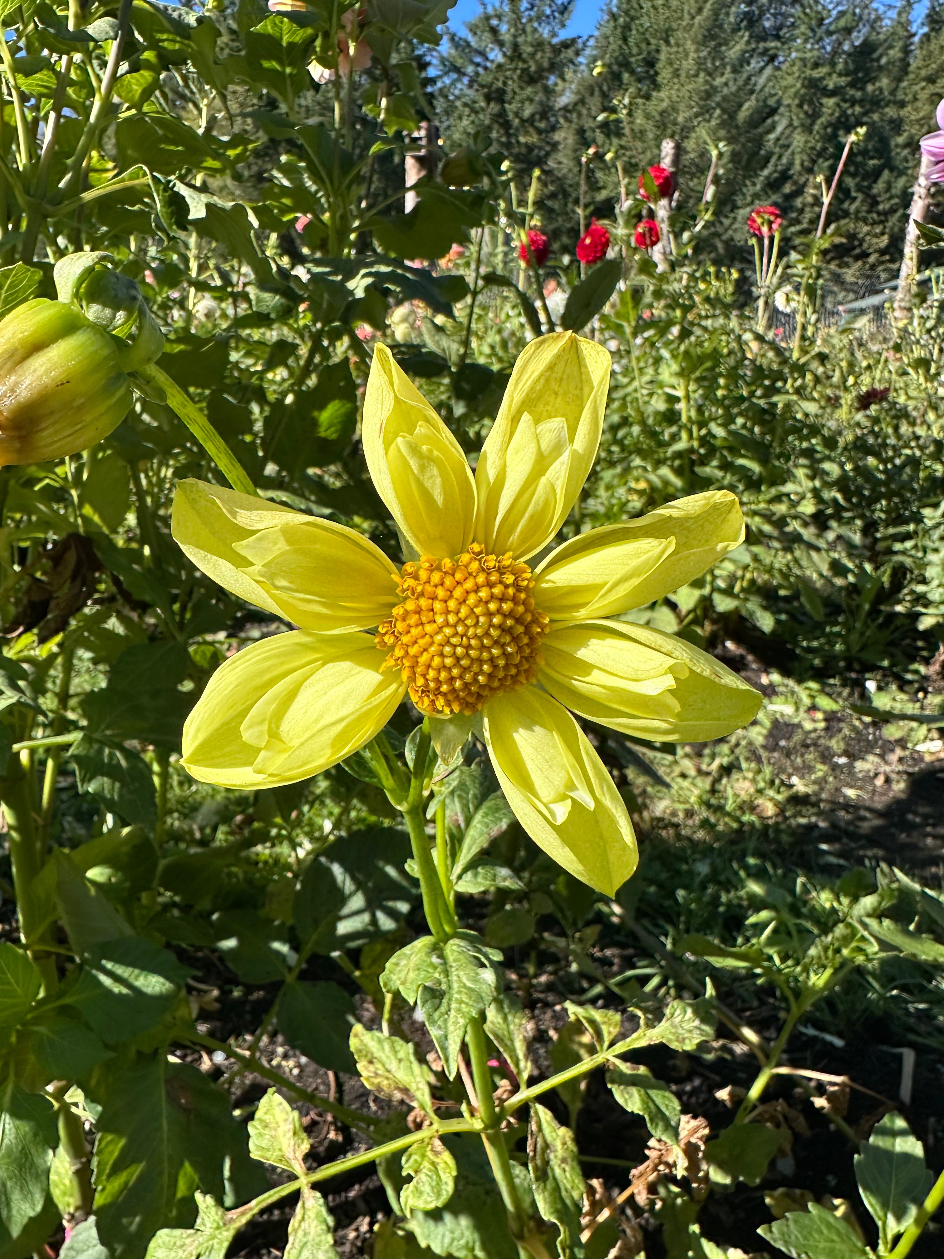 Venus Sport Dahlia Tuber