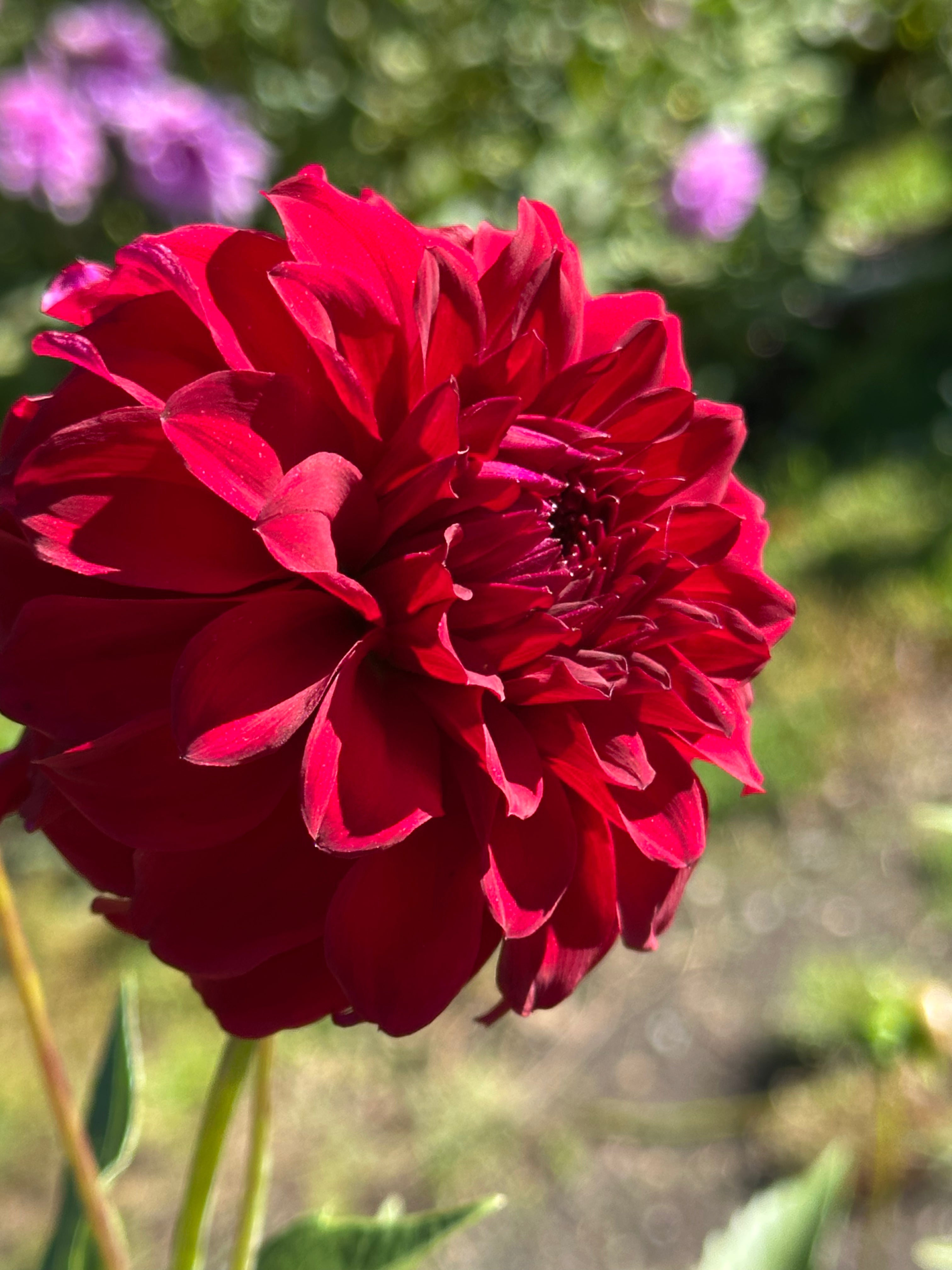 WB Twister Dahlia Tuber