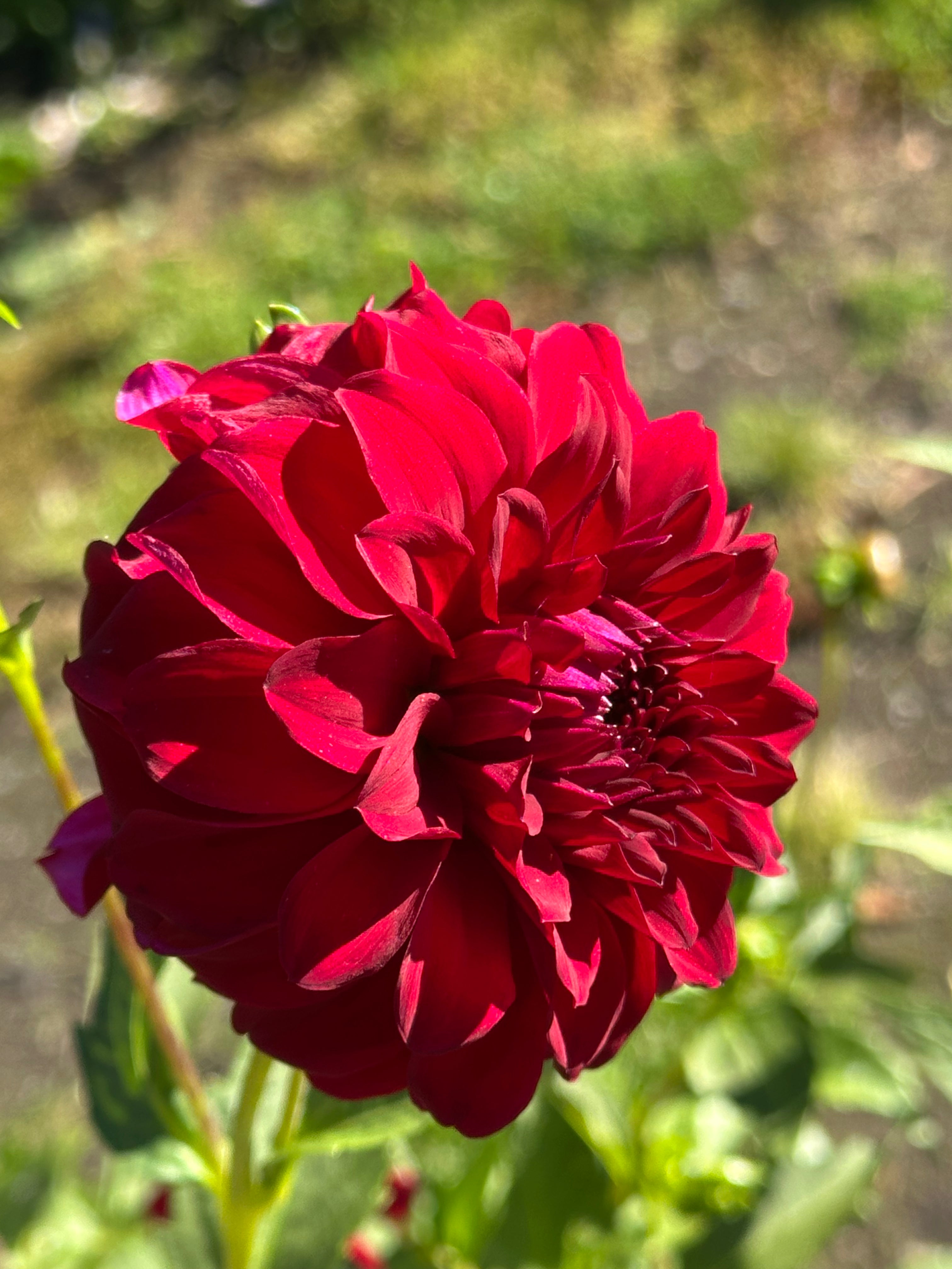 WB Twister Dahlia Tuber