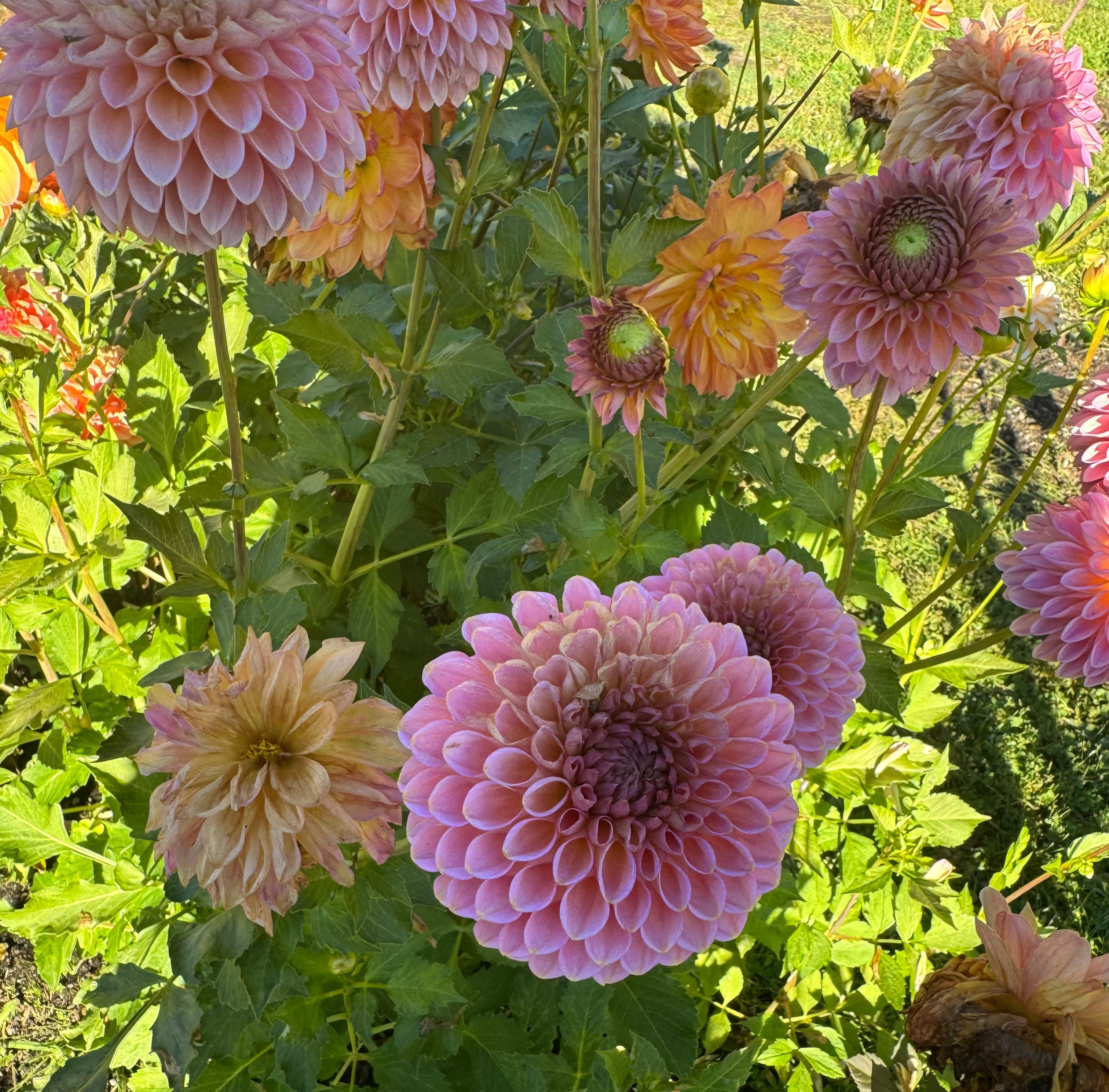 Westerton Pearl Dahlia Tuber