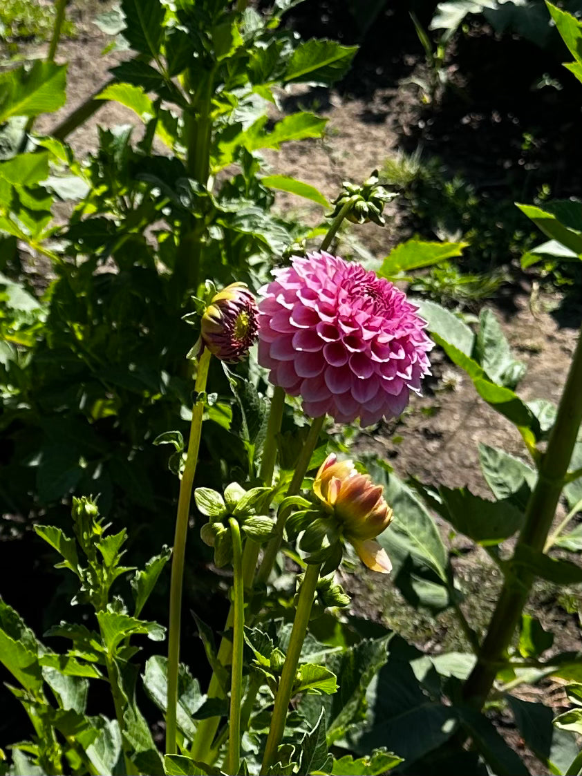 Westerton Pearl Dahlia Tuber
